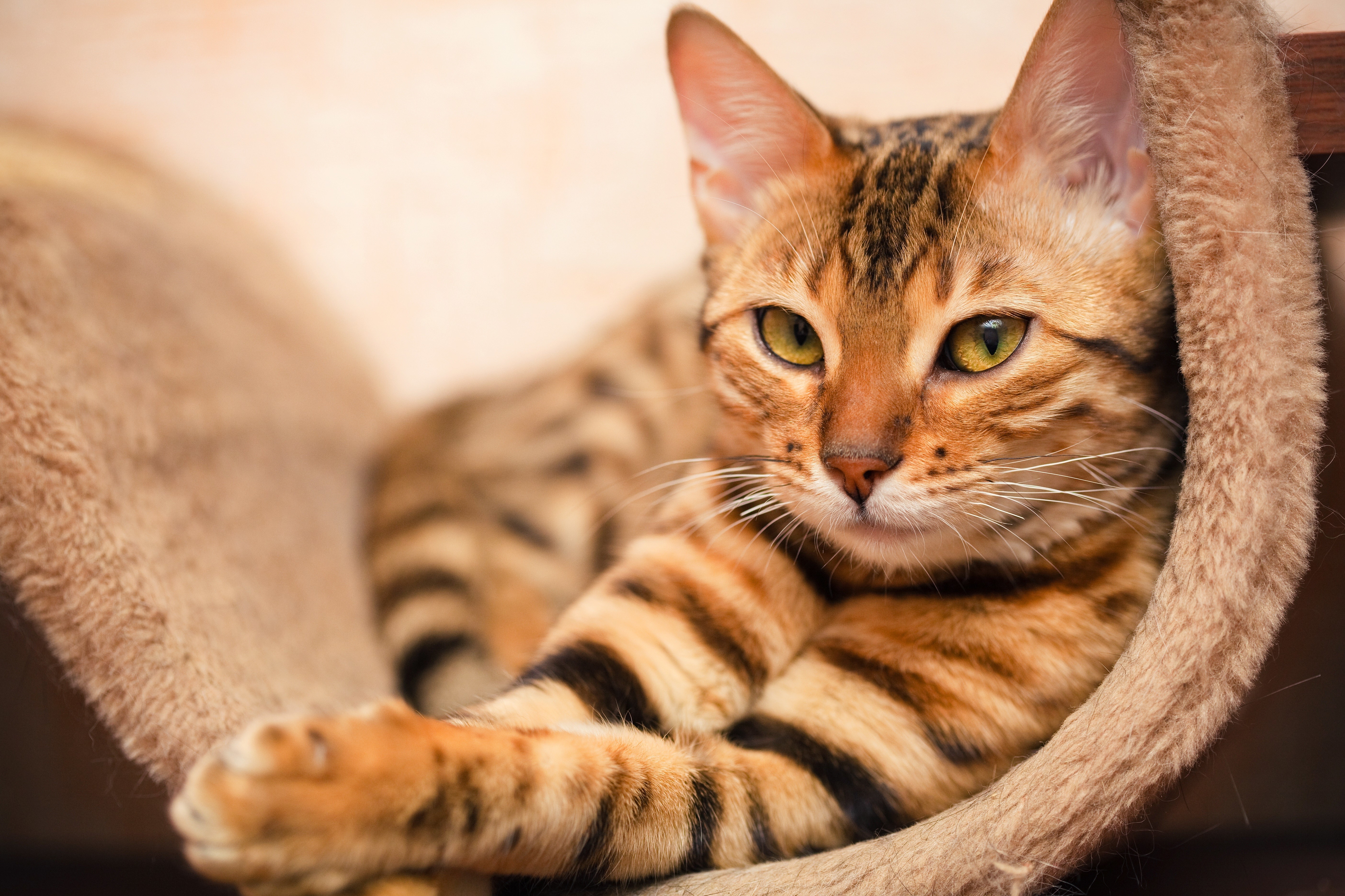 Bengal Cat Resting in a Cozy Bed HD Wallpaper