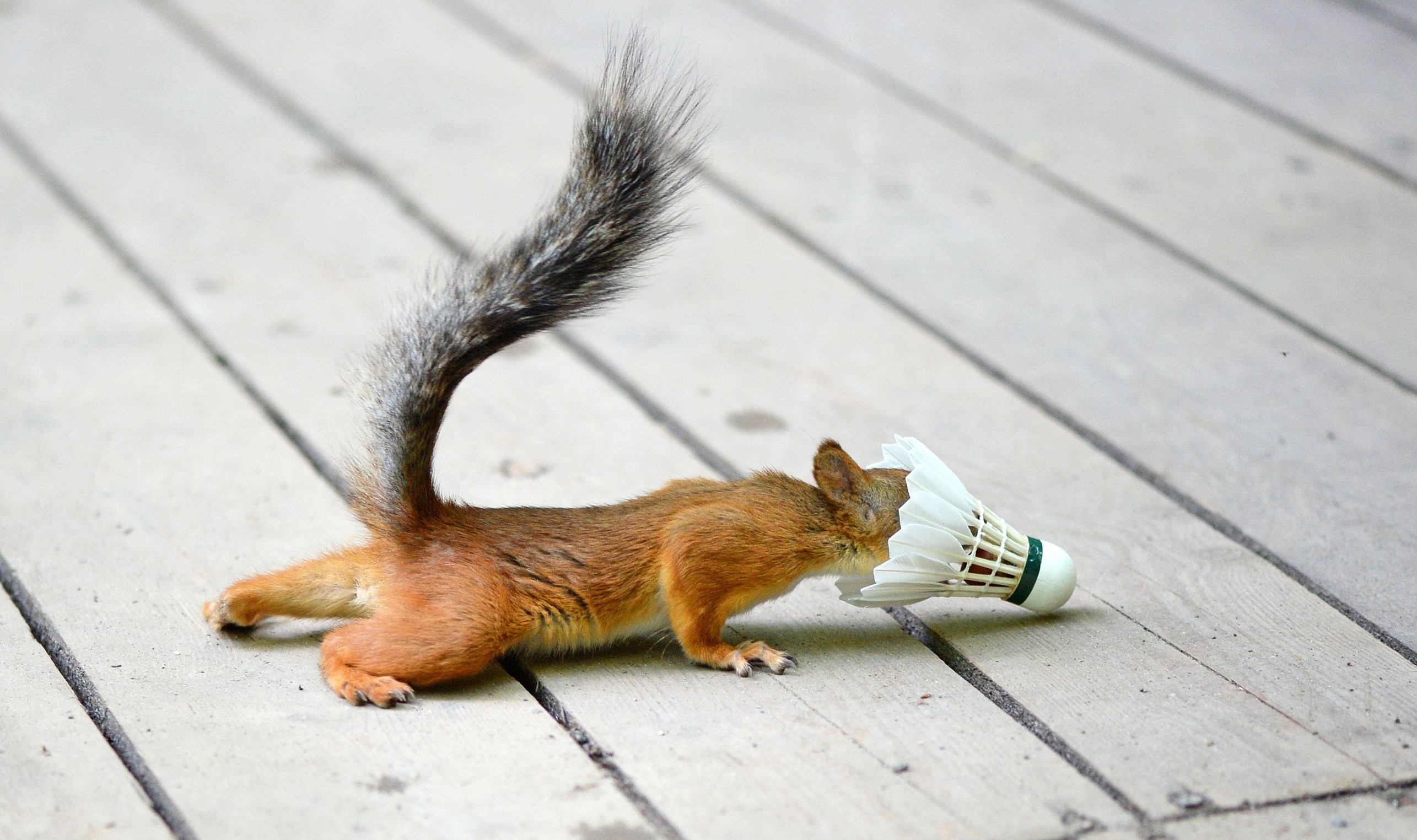 Squirrel with a shuttlecock on wooden planks HD Wallpaper