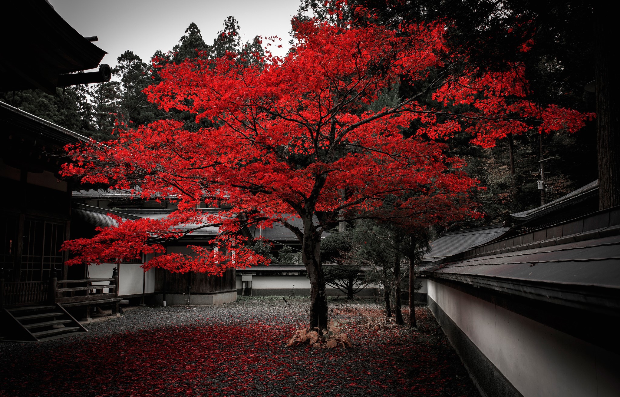 Vibrant red maple tree in a Japanese temple courtyard HD Wallpaper