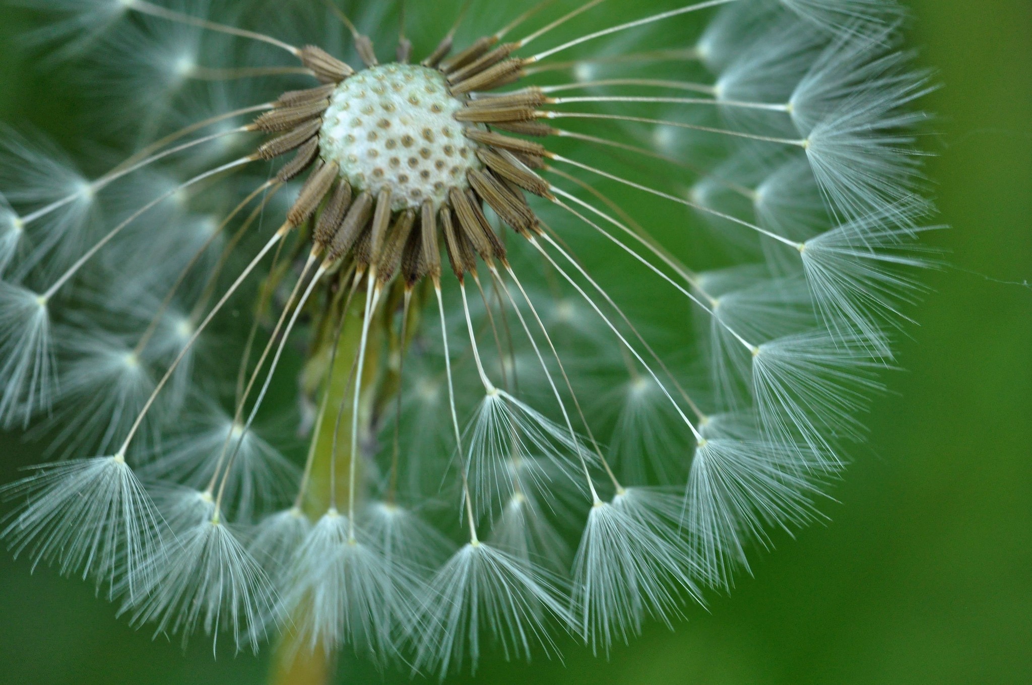 Closeup of a Dandelion seed head HD Wallpaper