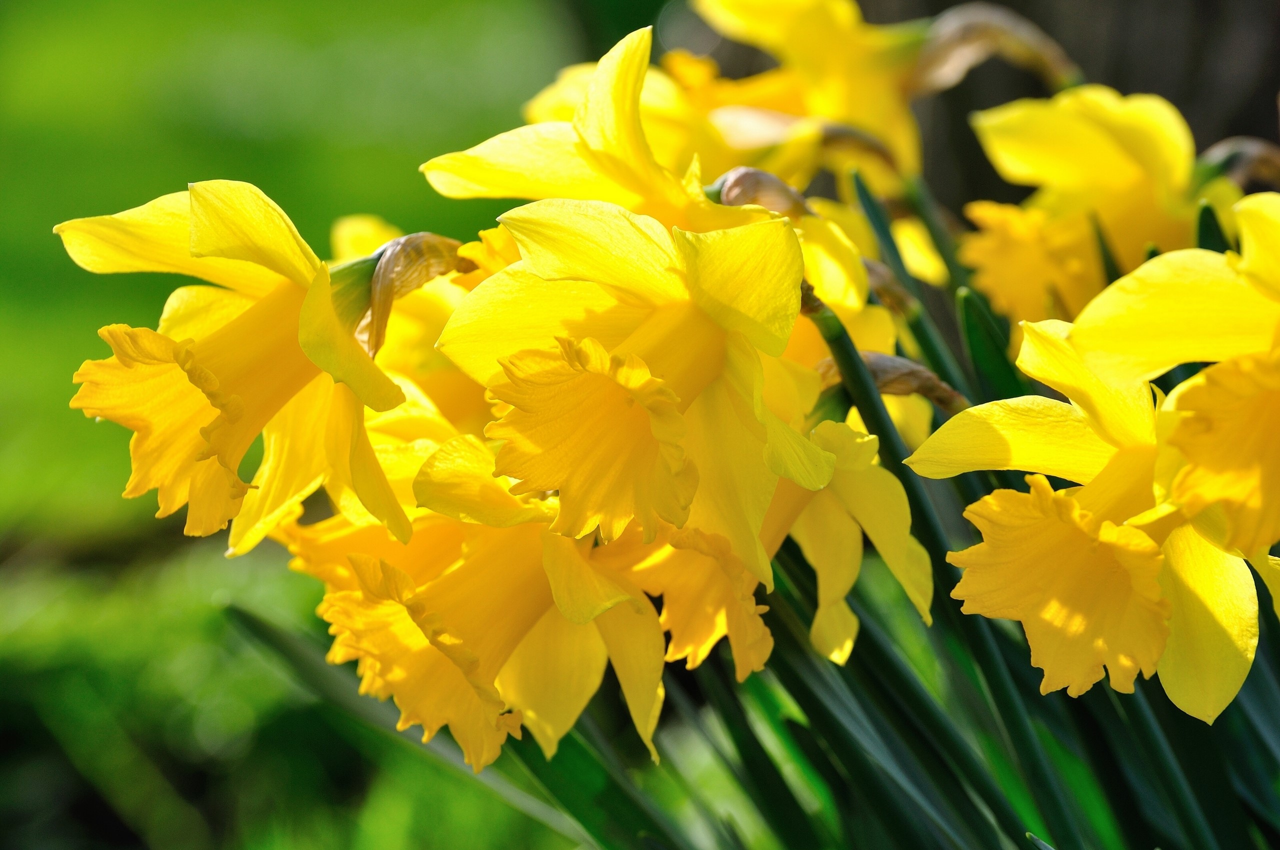 Close-up of bright yellow daffodils in sunlight HD Wallpaper