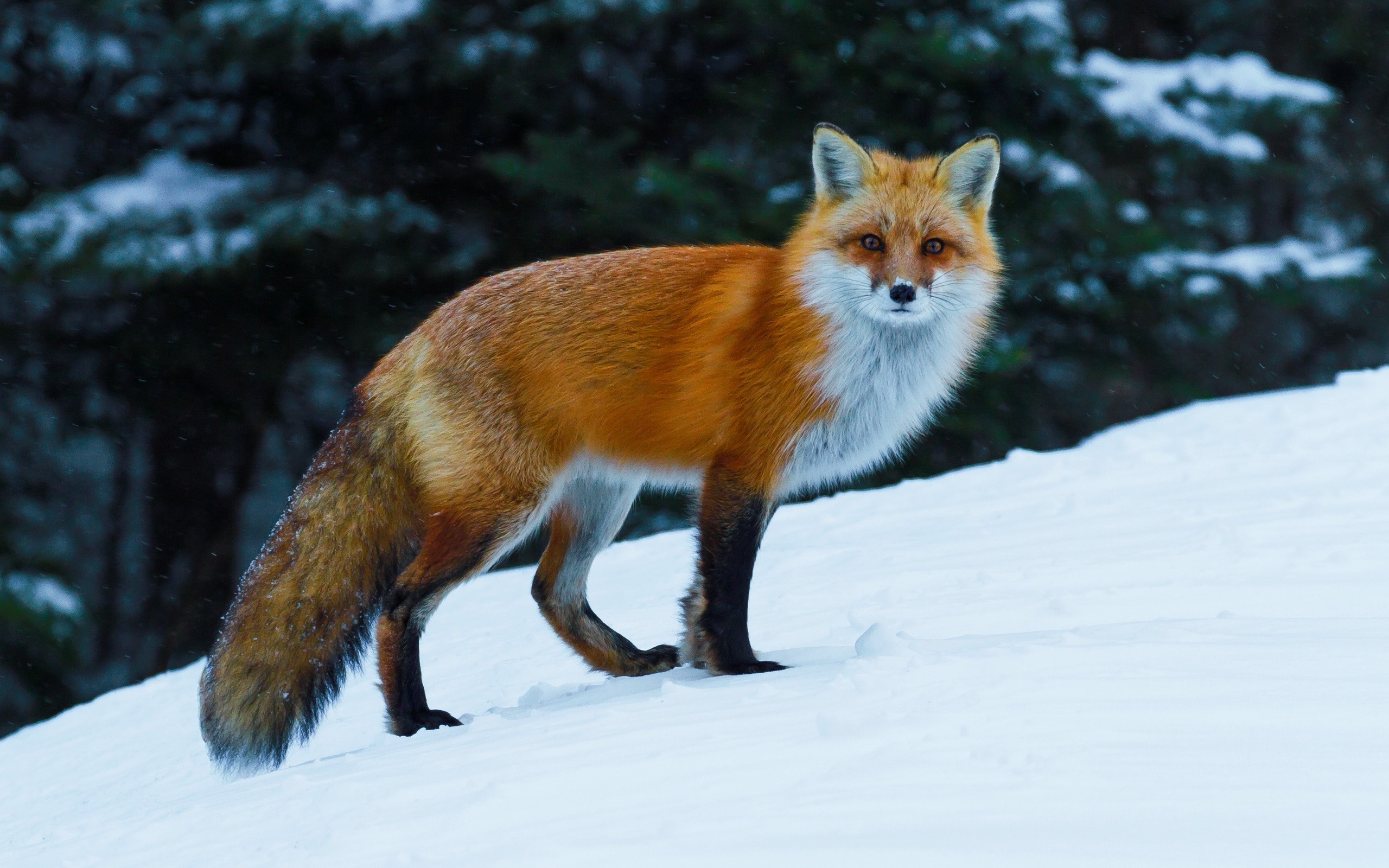 Red fox standing in the snow HD Wallpaper