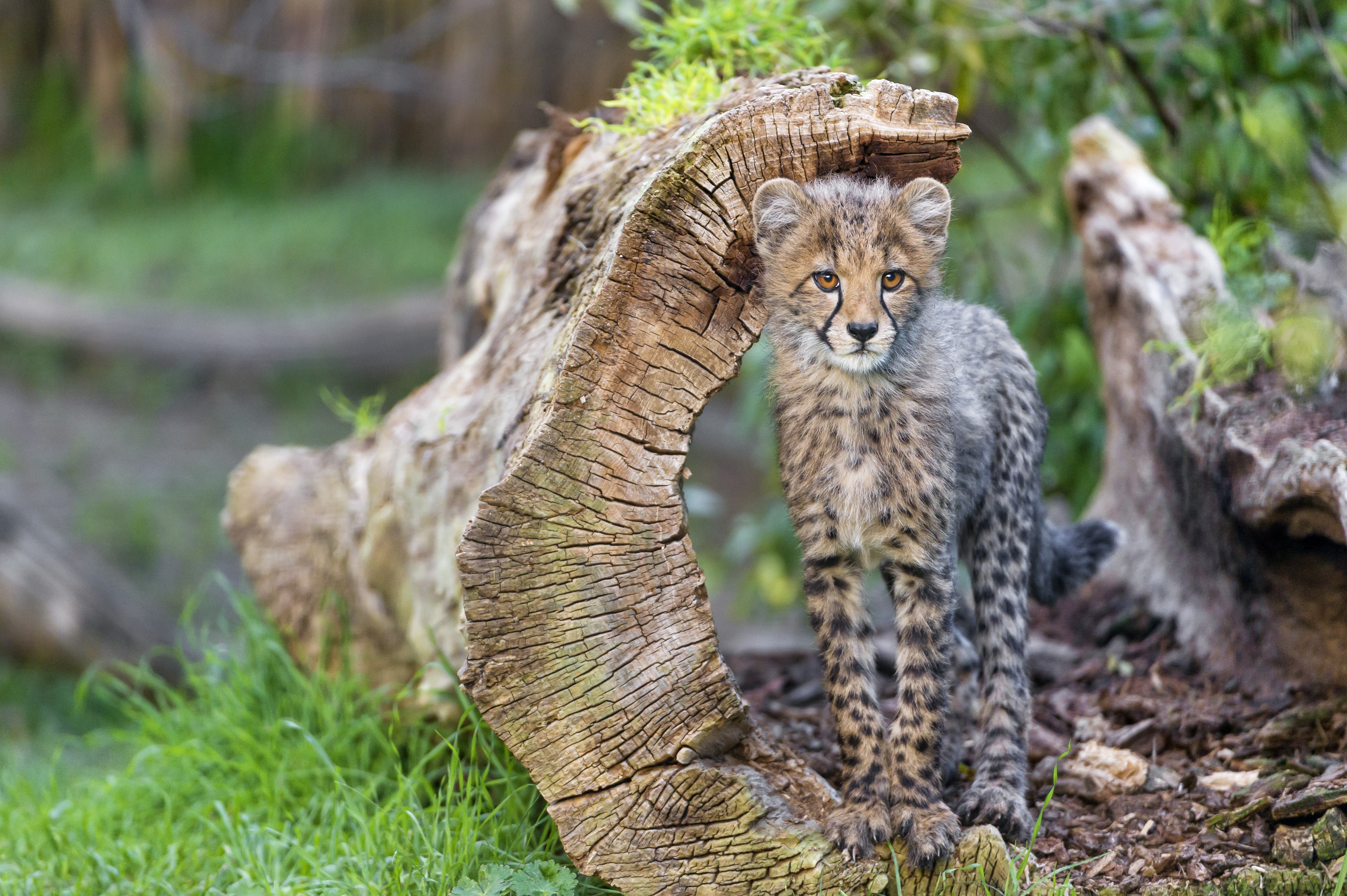Cheetah Cub on a Log HD Wallpaper