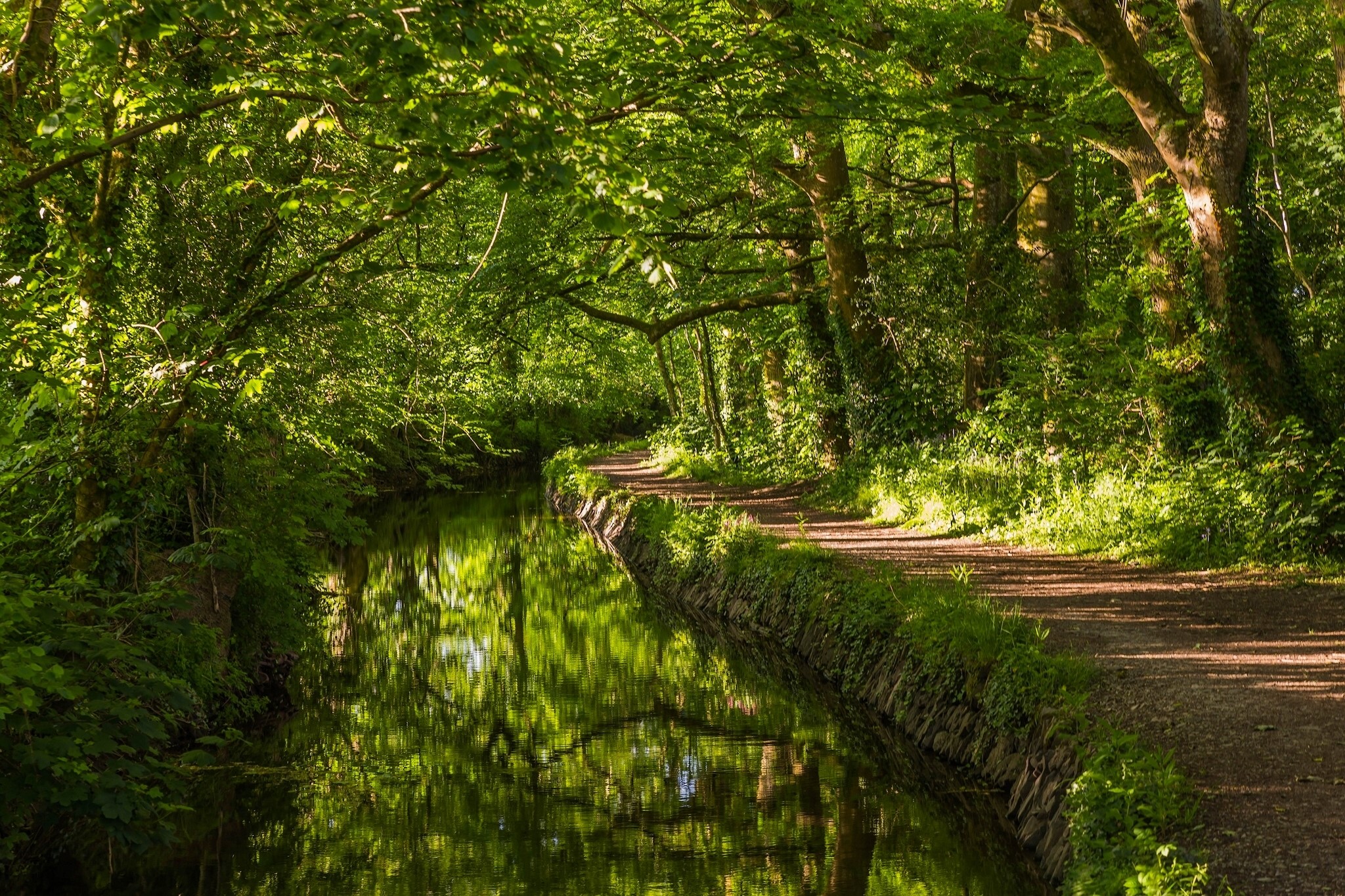 Canal path through a green forest in West Devon, England HD Wallpaper