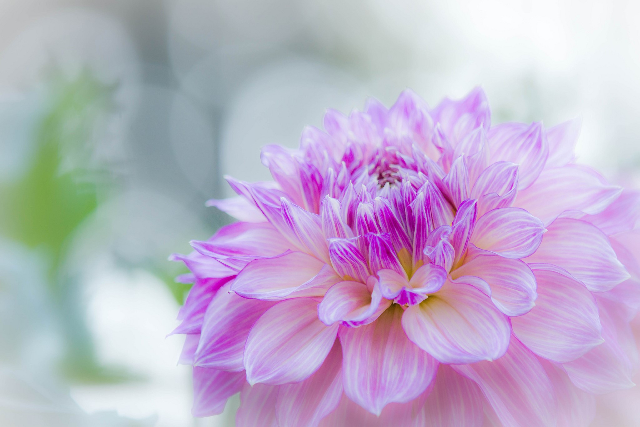Close-up of a pink and purple dahlia flower HD Wallpaper
