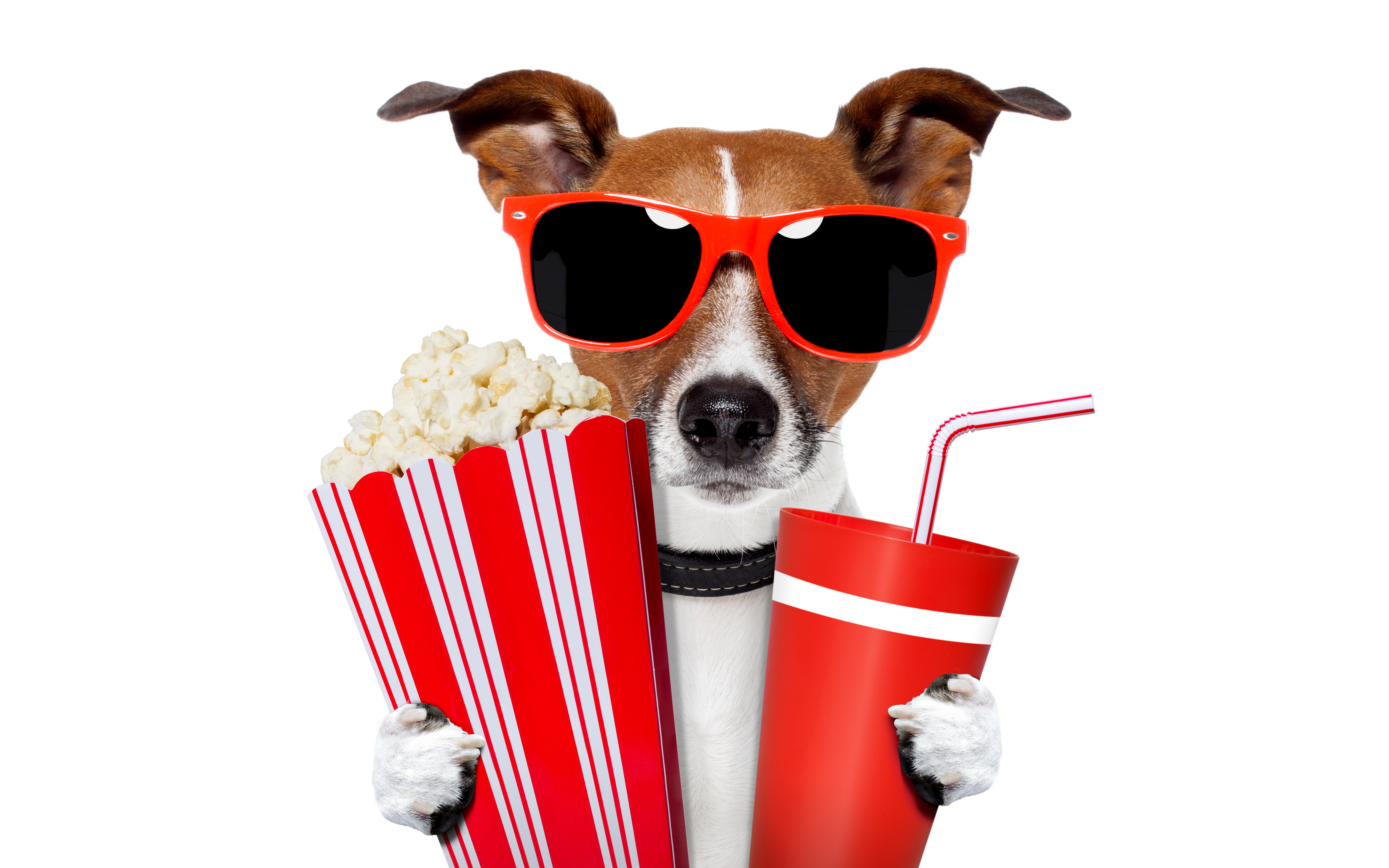 Jack Russell Terrier with Popcorn and Drink HD Wallpaper
