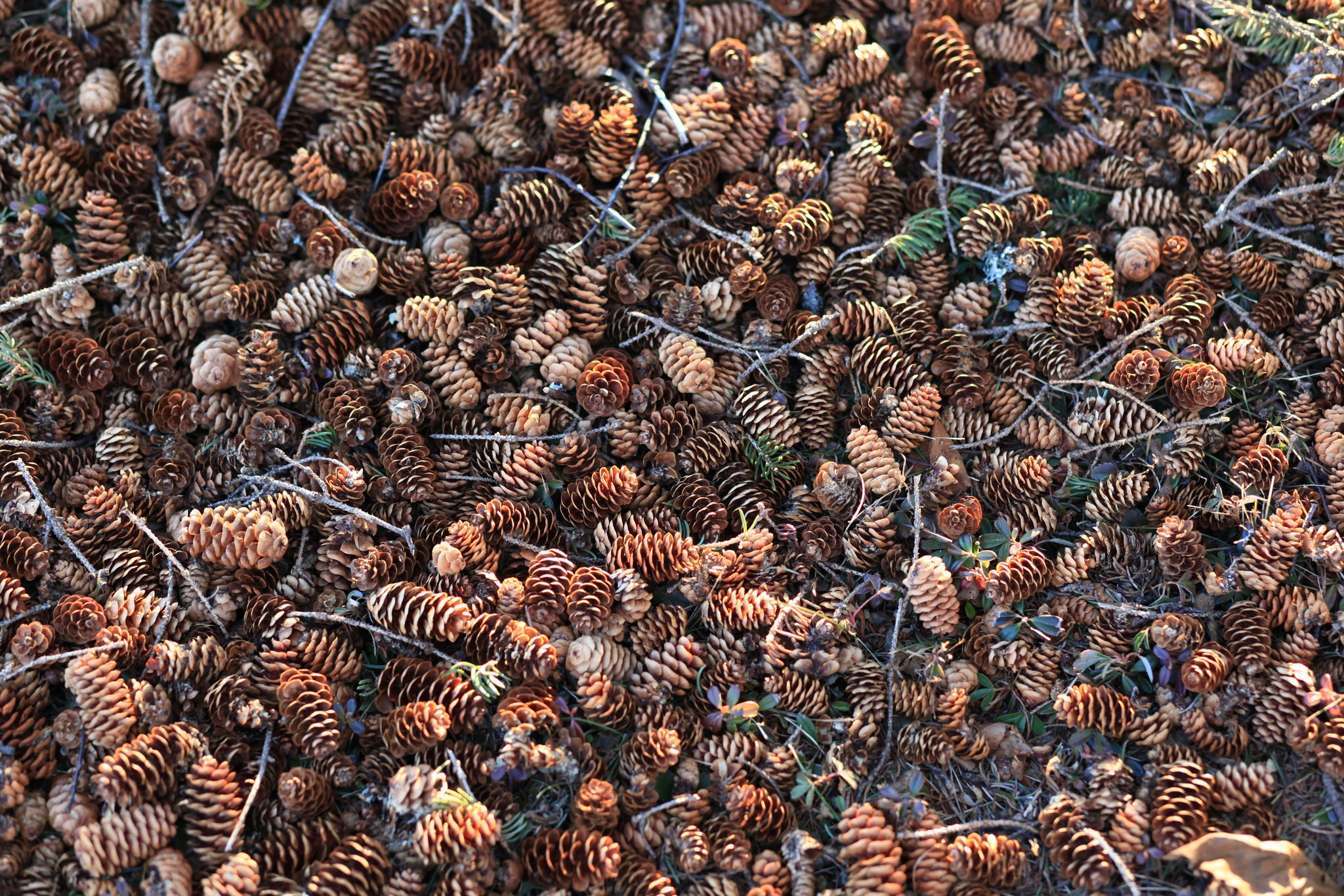 Pile of pine cones on the ground HD Wallpaper