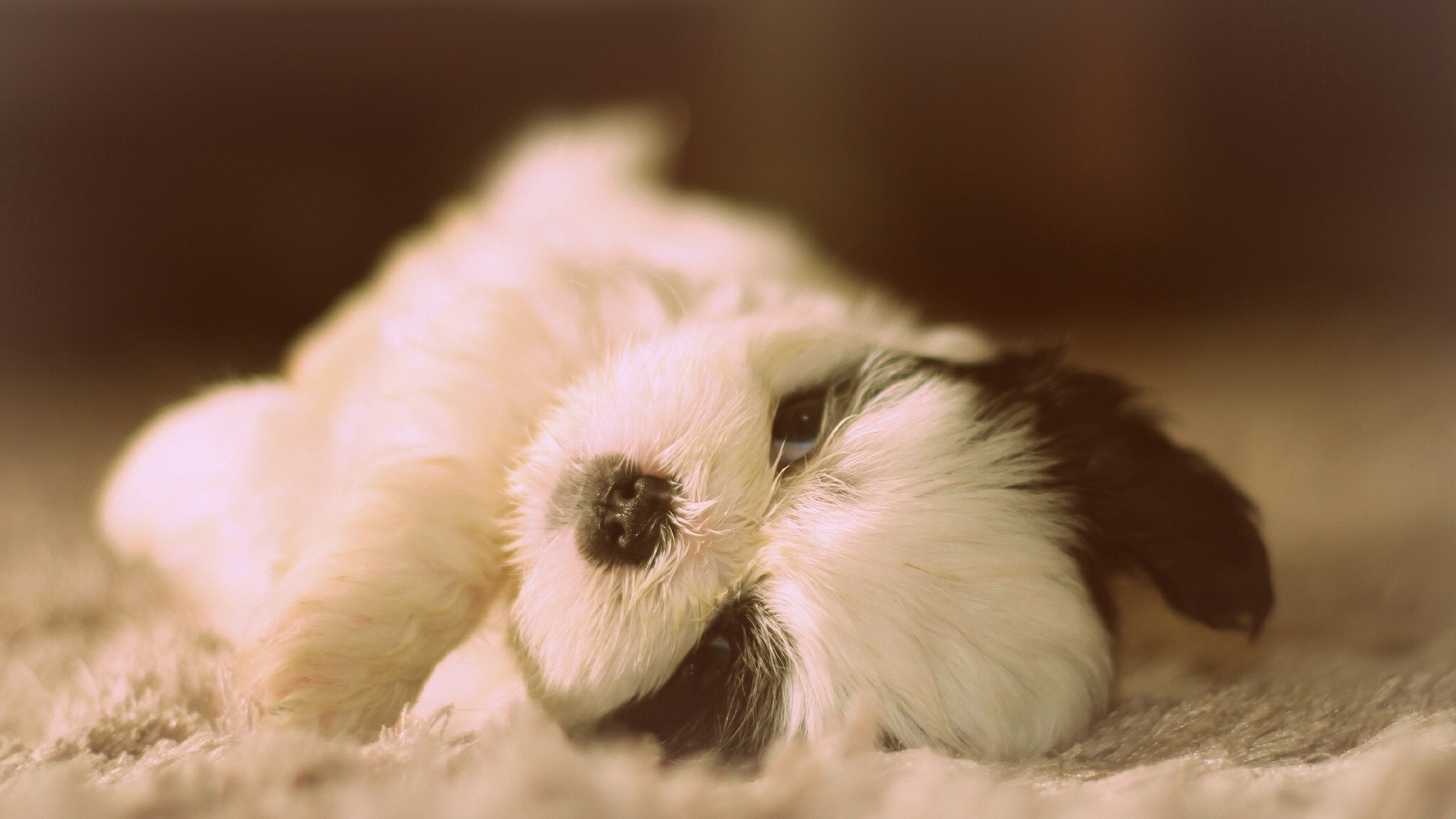 Fluffy Shih Tzu puppy lying on a carpet HD Wallpaper