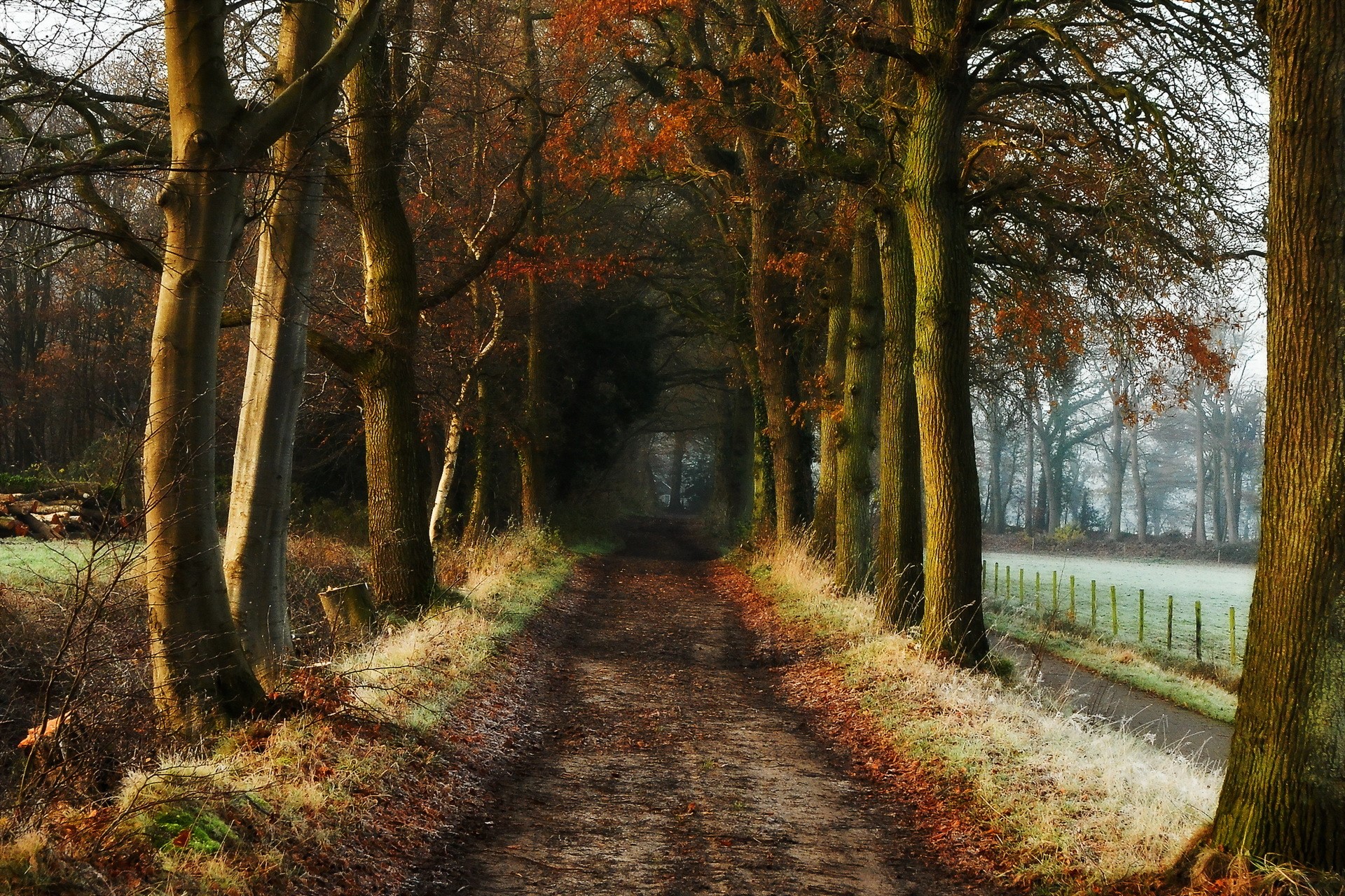 Dirt road lined with trees in autumn HD Wallpaper