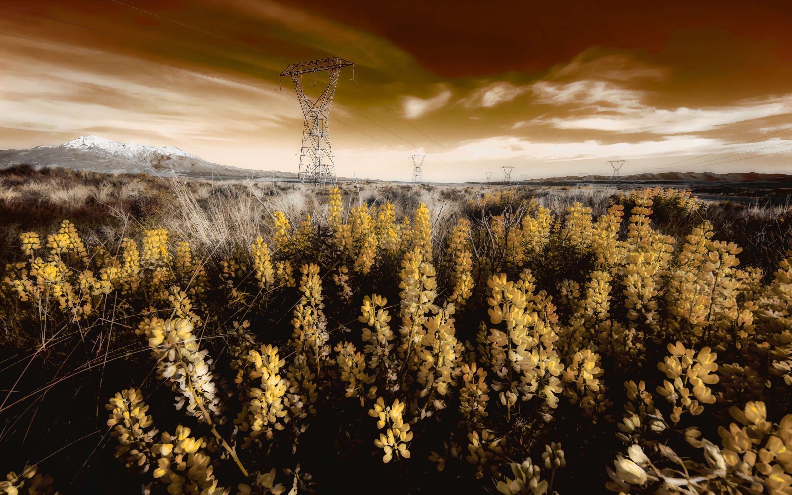 Power lines in a field with yellow flowers and mountains HD Wallpaper