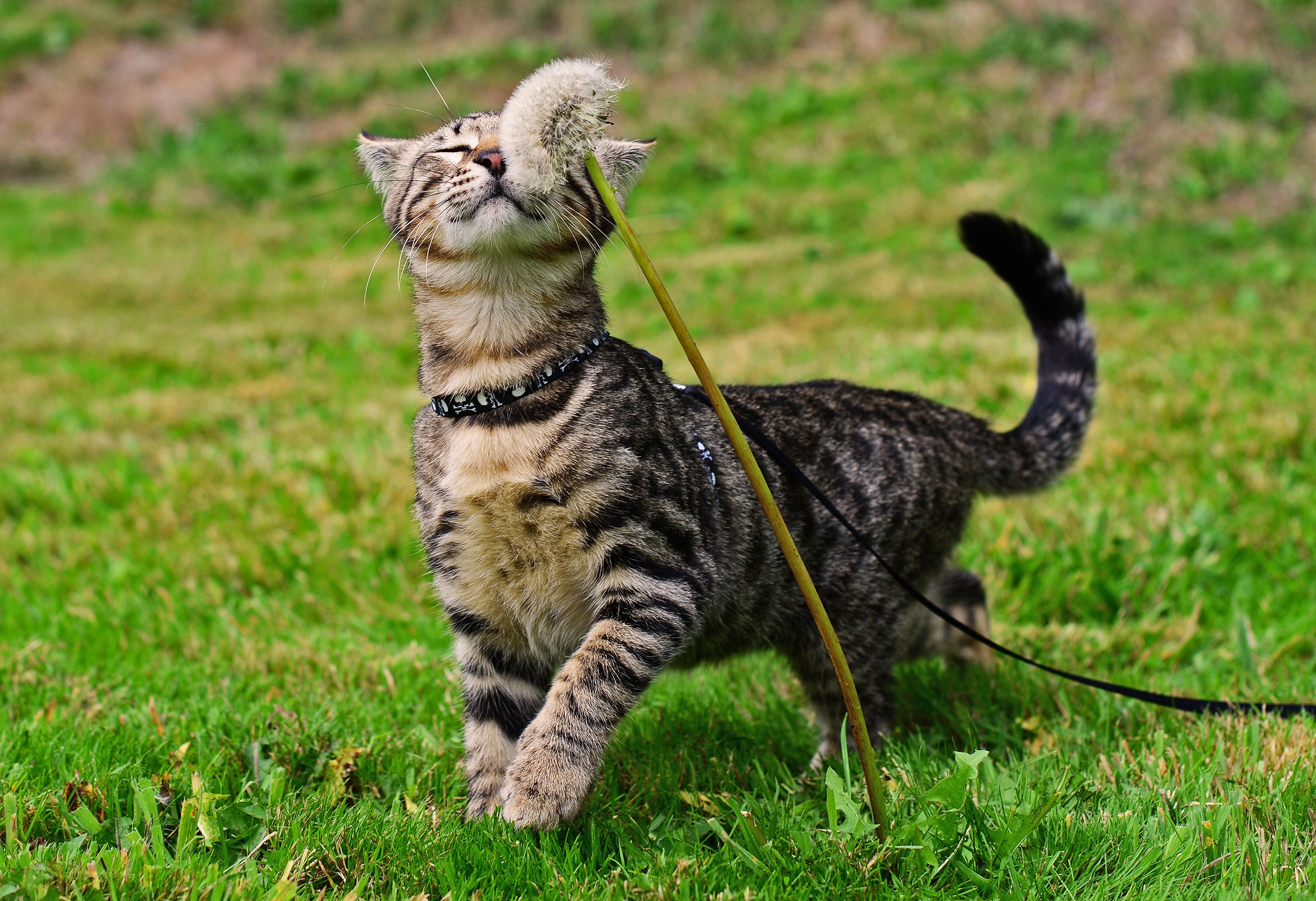 Tabby cat playing with a dandelion on grass HD Wallpaper