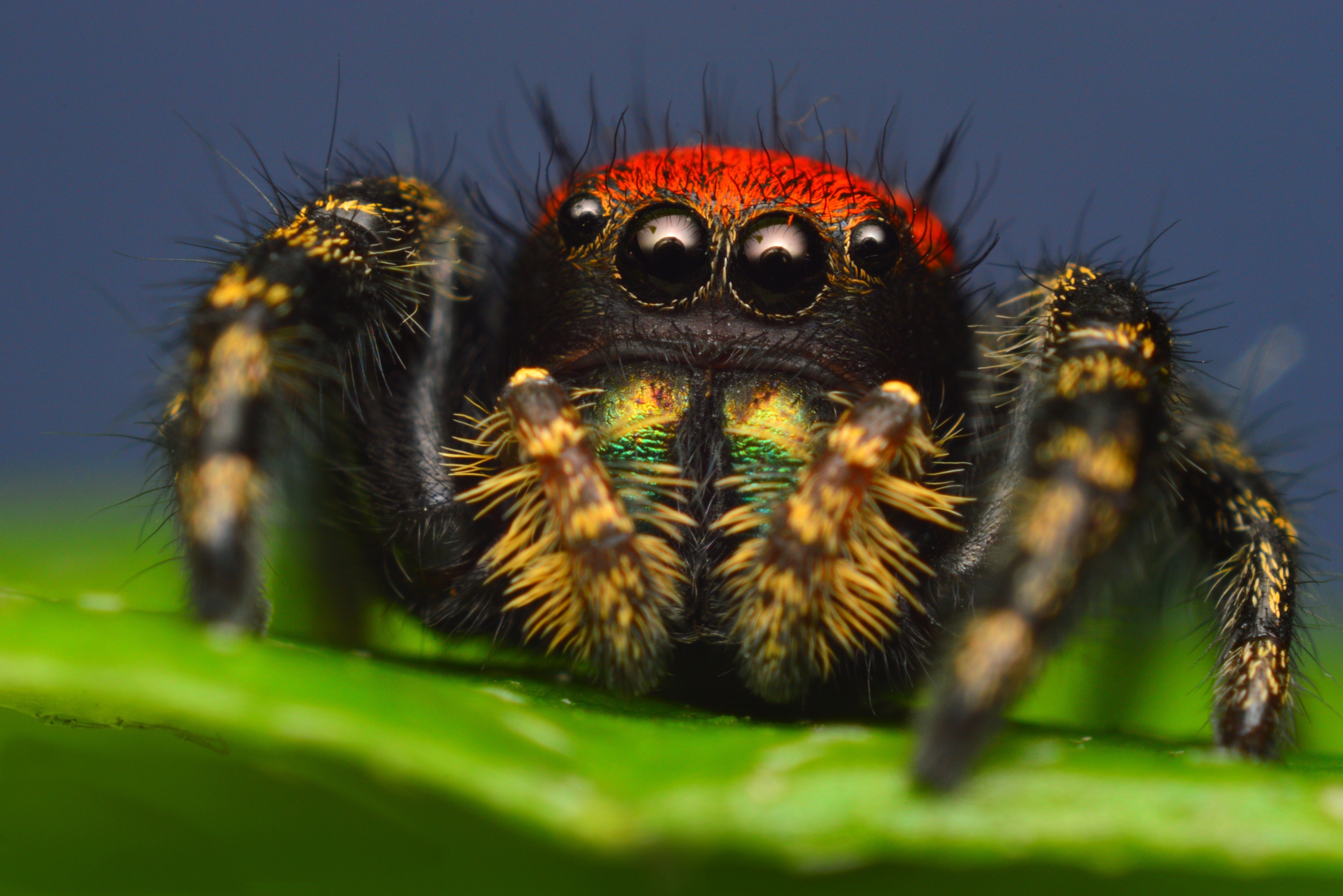 Closeup of a jumping spider with red head HD Wallpaper