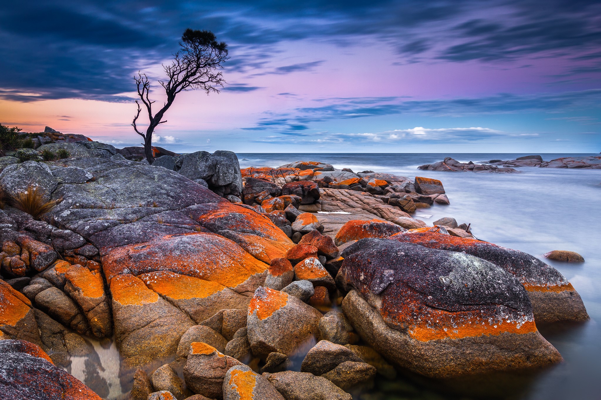 Rocky Coastline with Lone Tree at Sunset HD Wallpaper