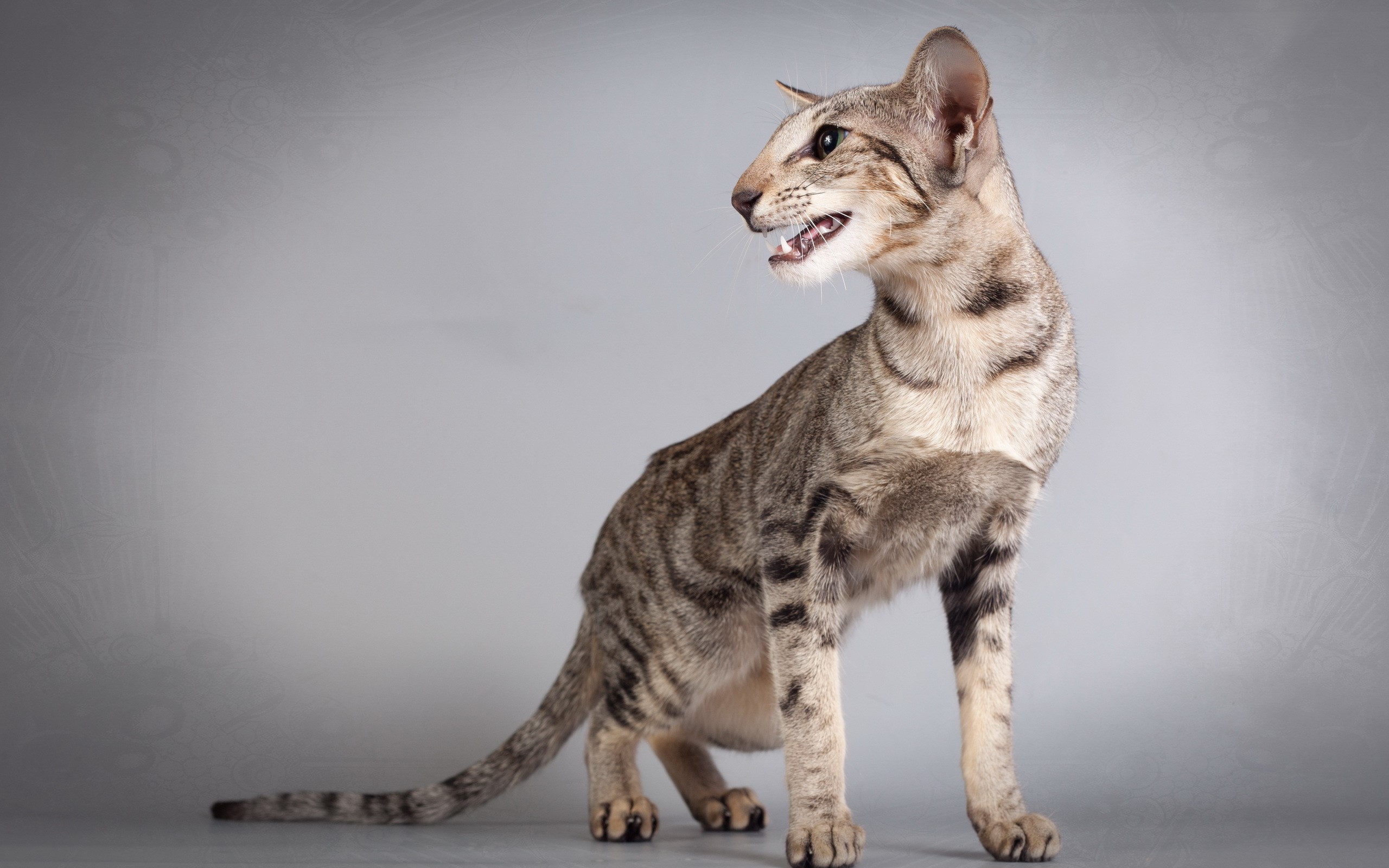 Oriental Shorthair cat with tabby markings HD Wallpaper