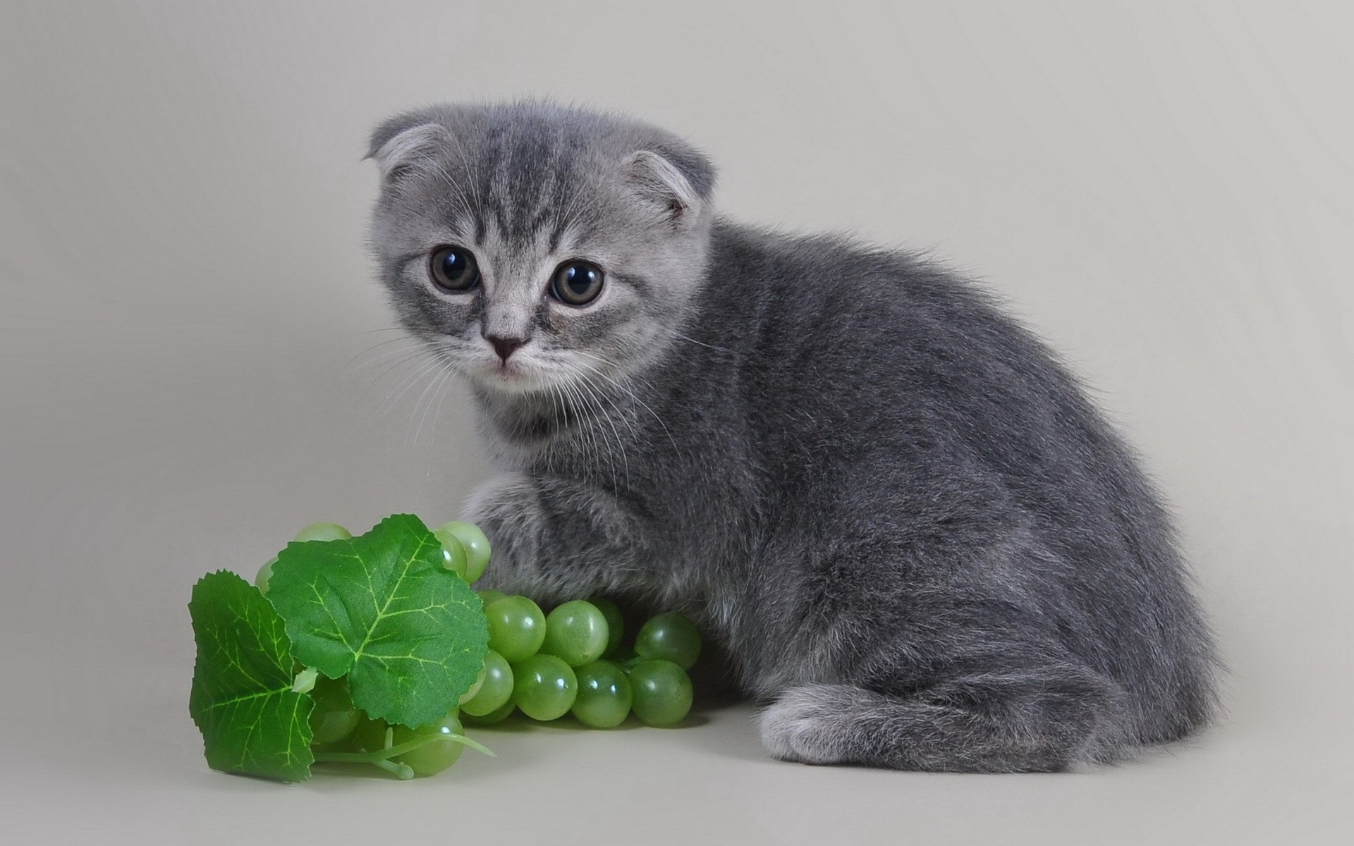 Grey Scottish Fold kitten with green grapes HD Wallpaper