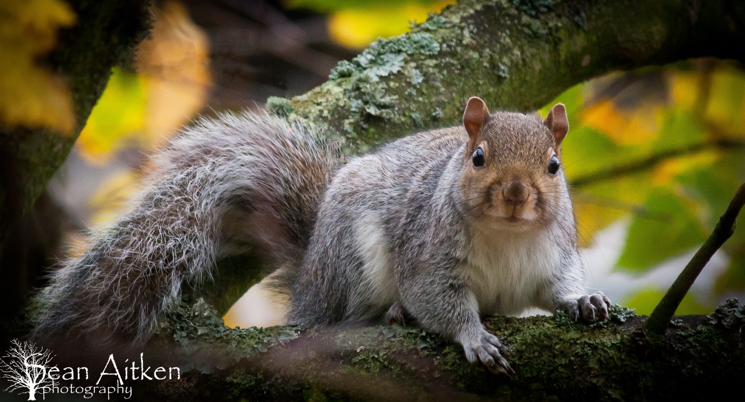 Squirrel on a mossy tree branch HD Wallpaper