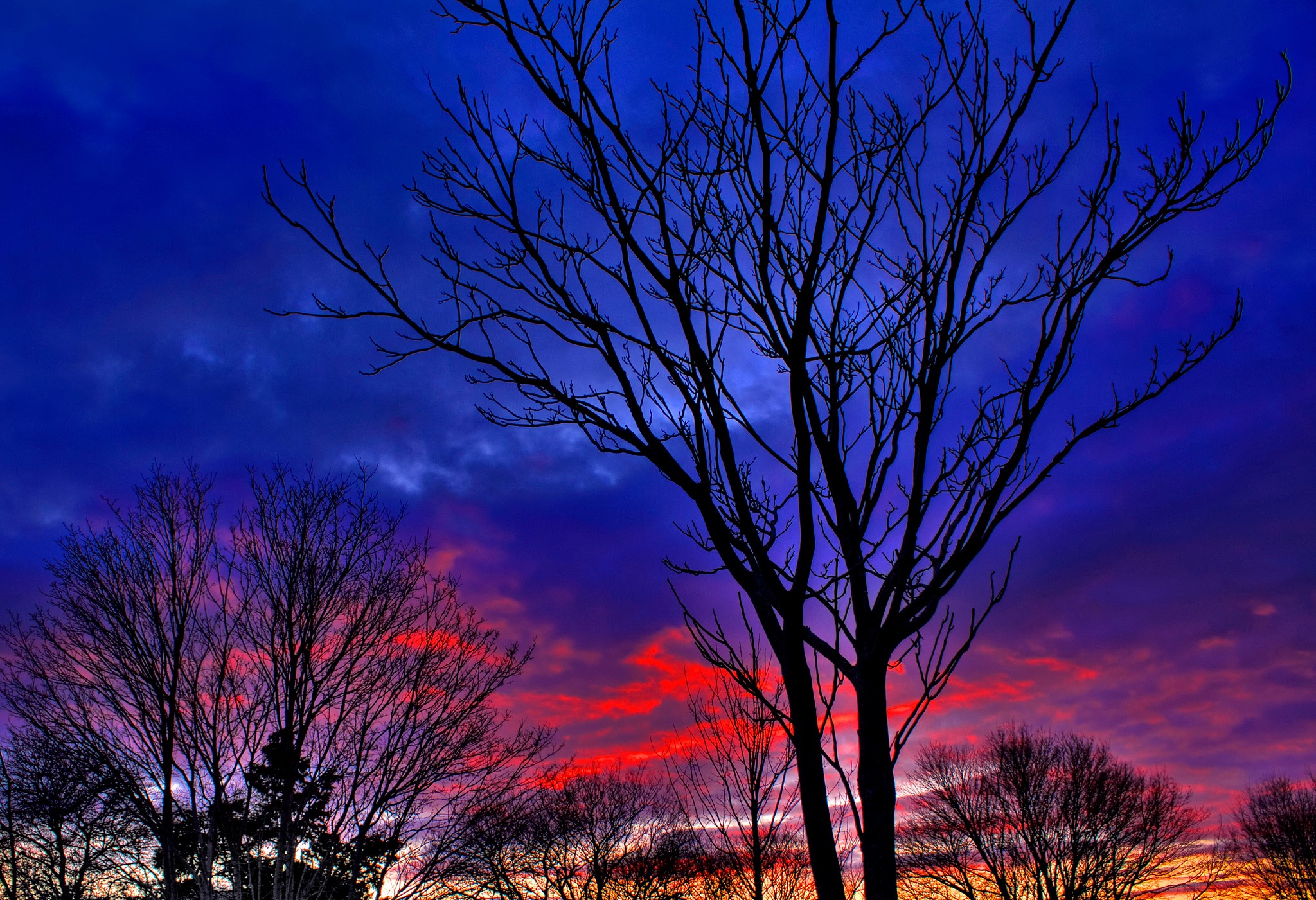 Silhouette of bare trees against a dramatic sunset sky HD Wallpaper