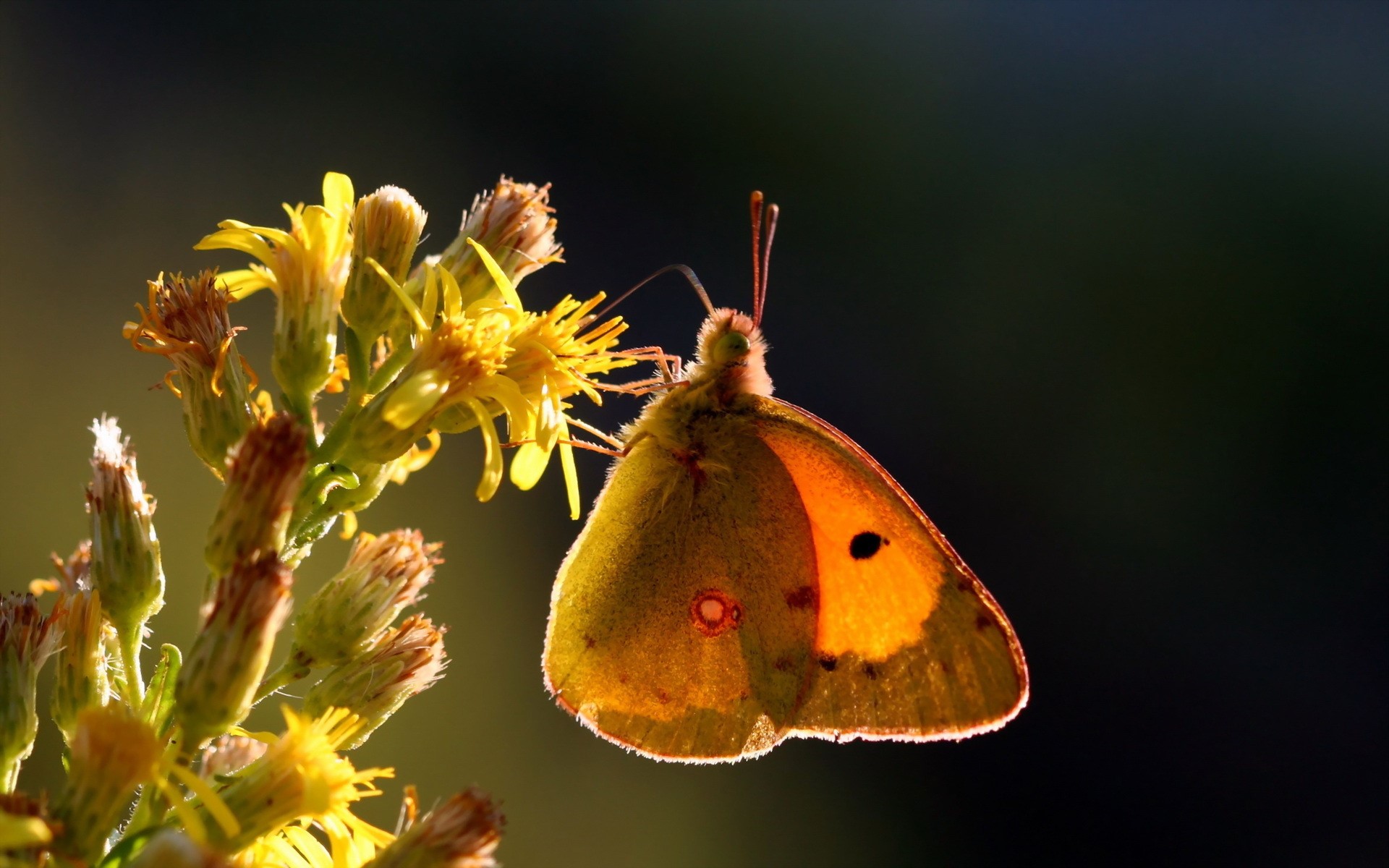 Orange butterfly on yellow flowers HD Wallpaper