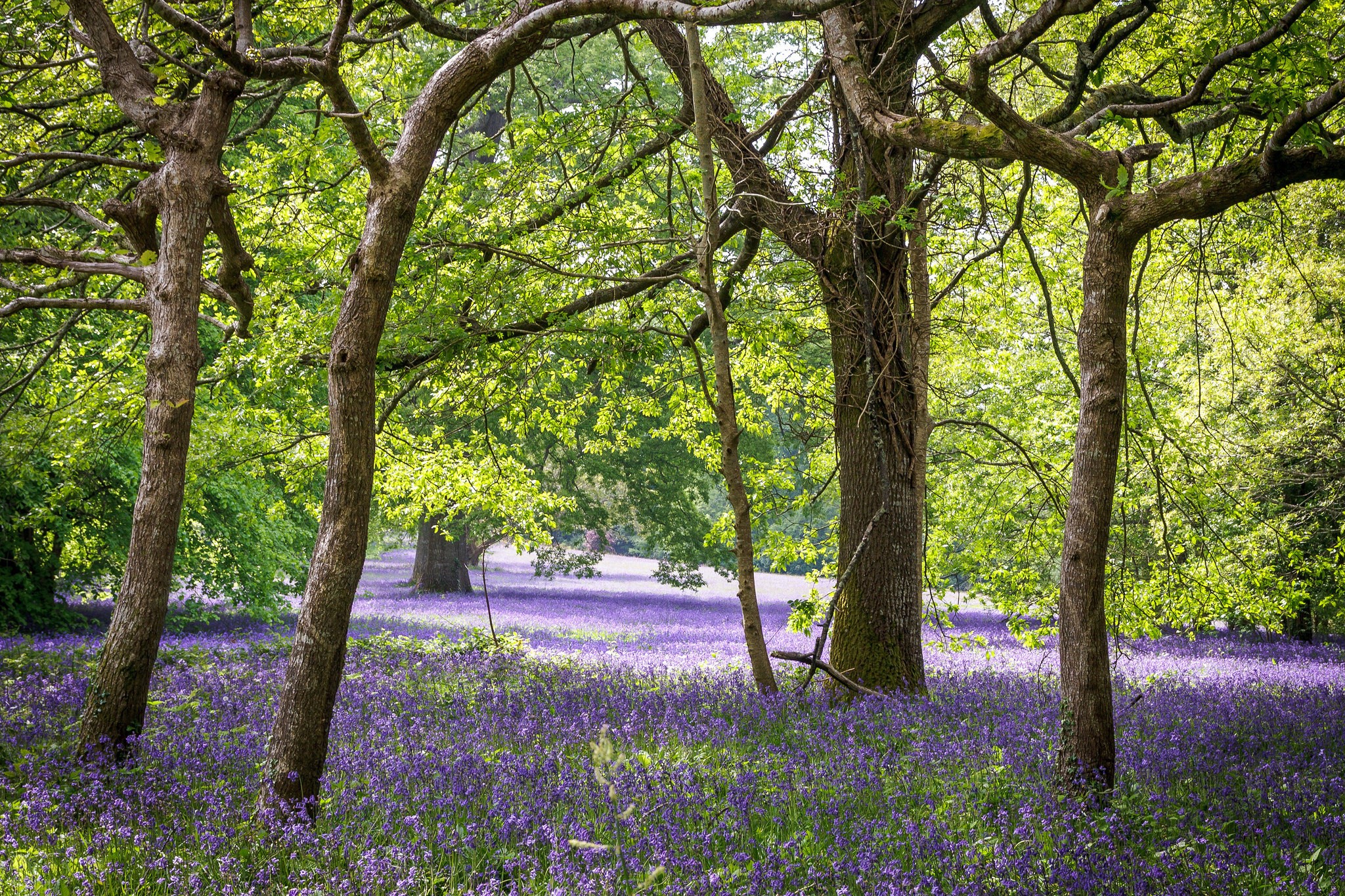 Forest floor covered in bluebells with trees overhead HD Wallpaper