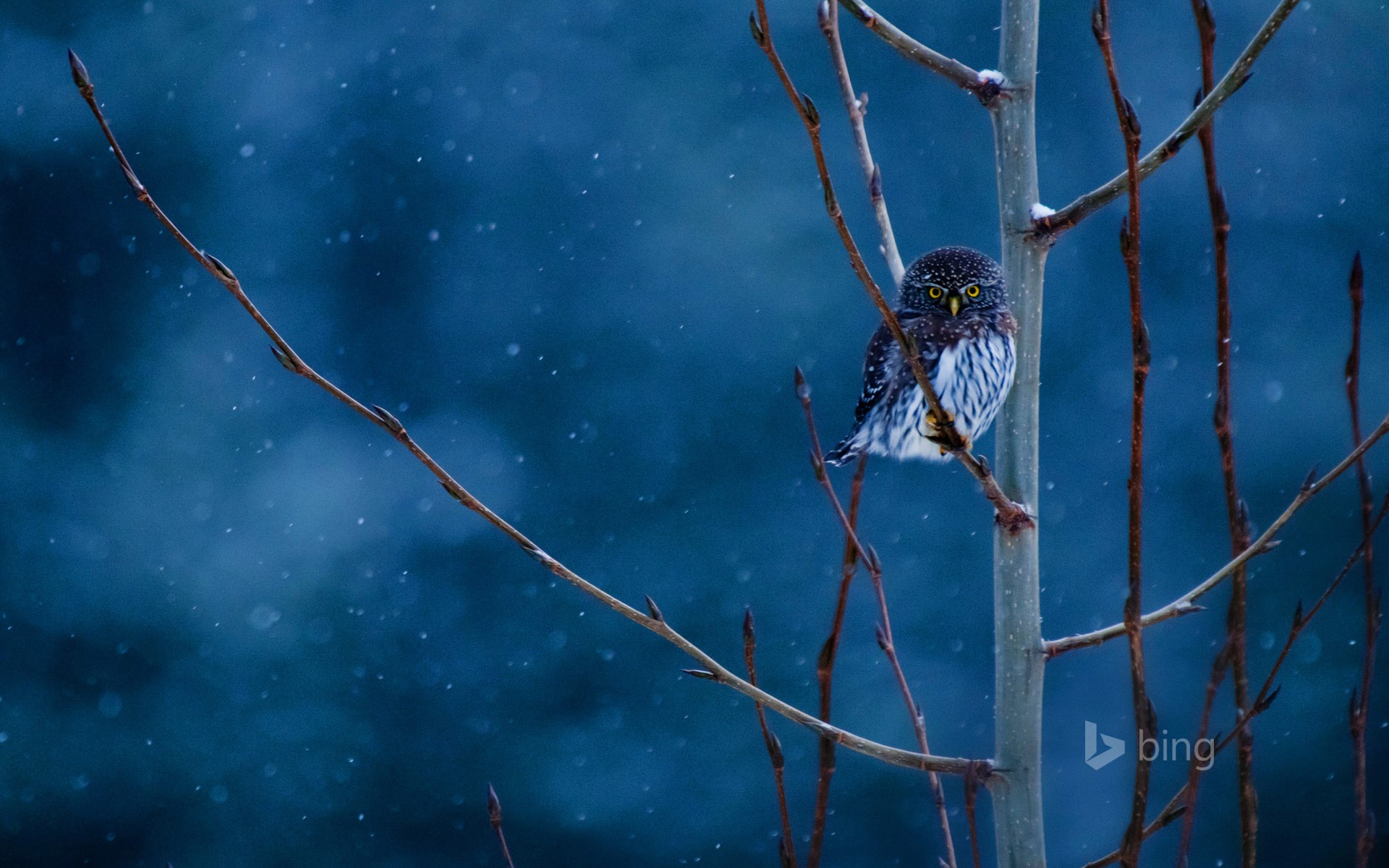 Pygmy owl perched on a branch in the snow HD Wallpaper
