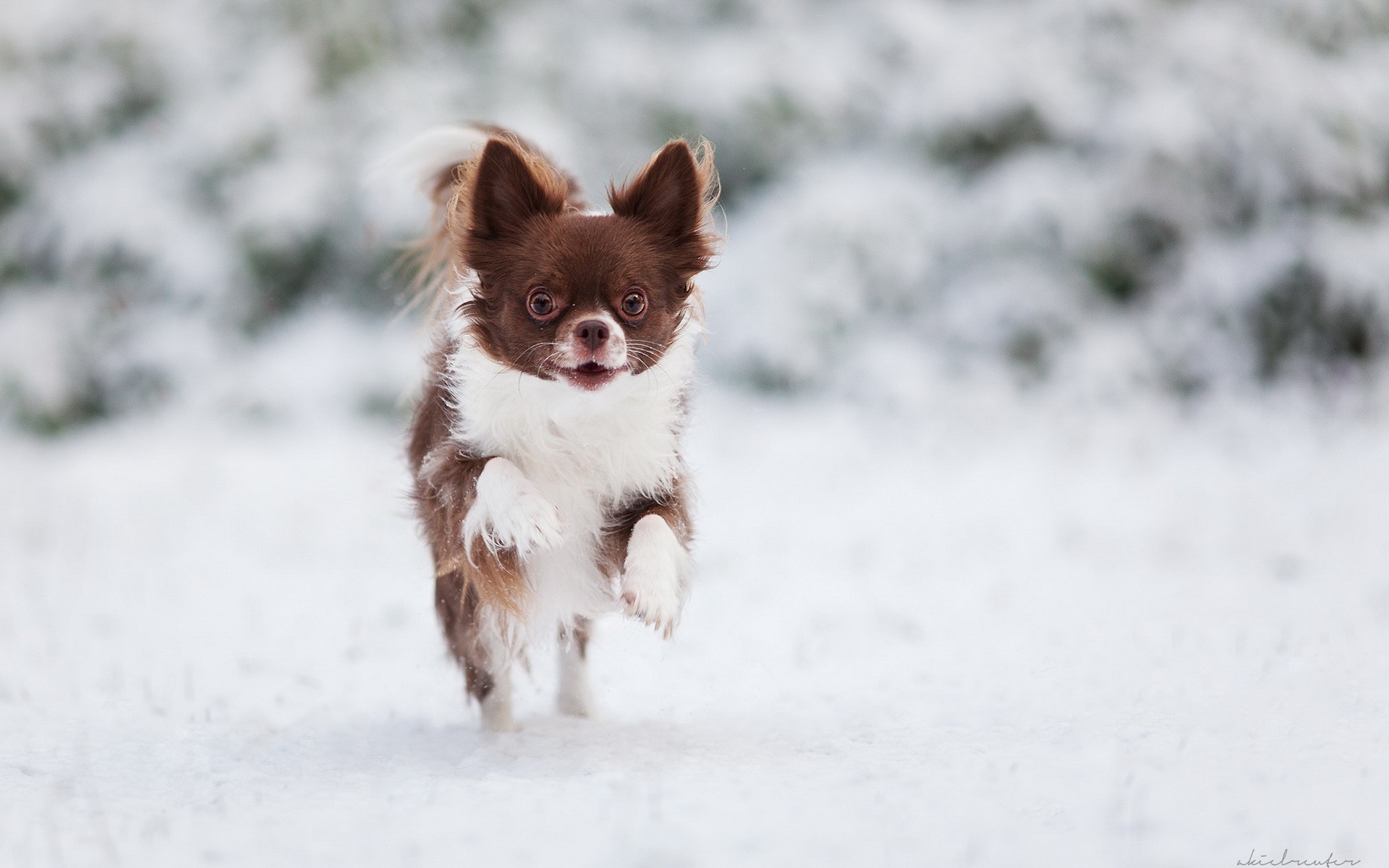 Brown and white Chihuahua running in the snow HD Wallpaper