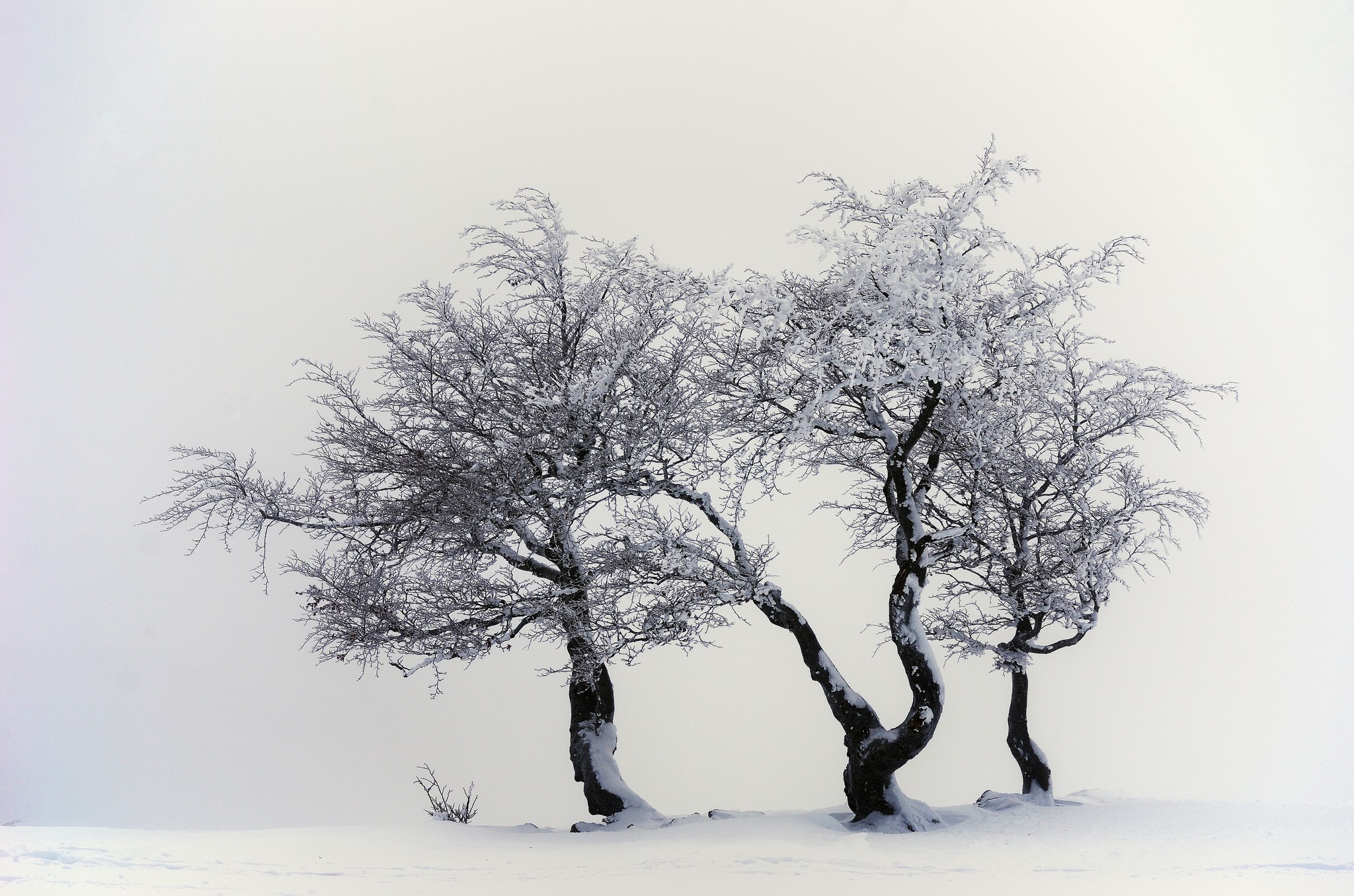 Three snow-covered trees in a winter landscape HD Wallpaper