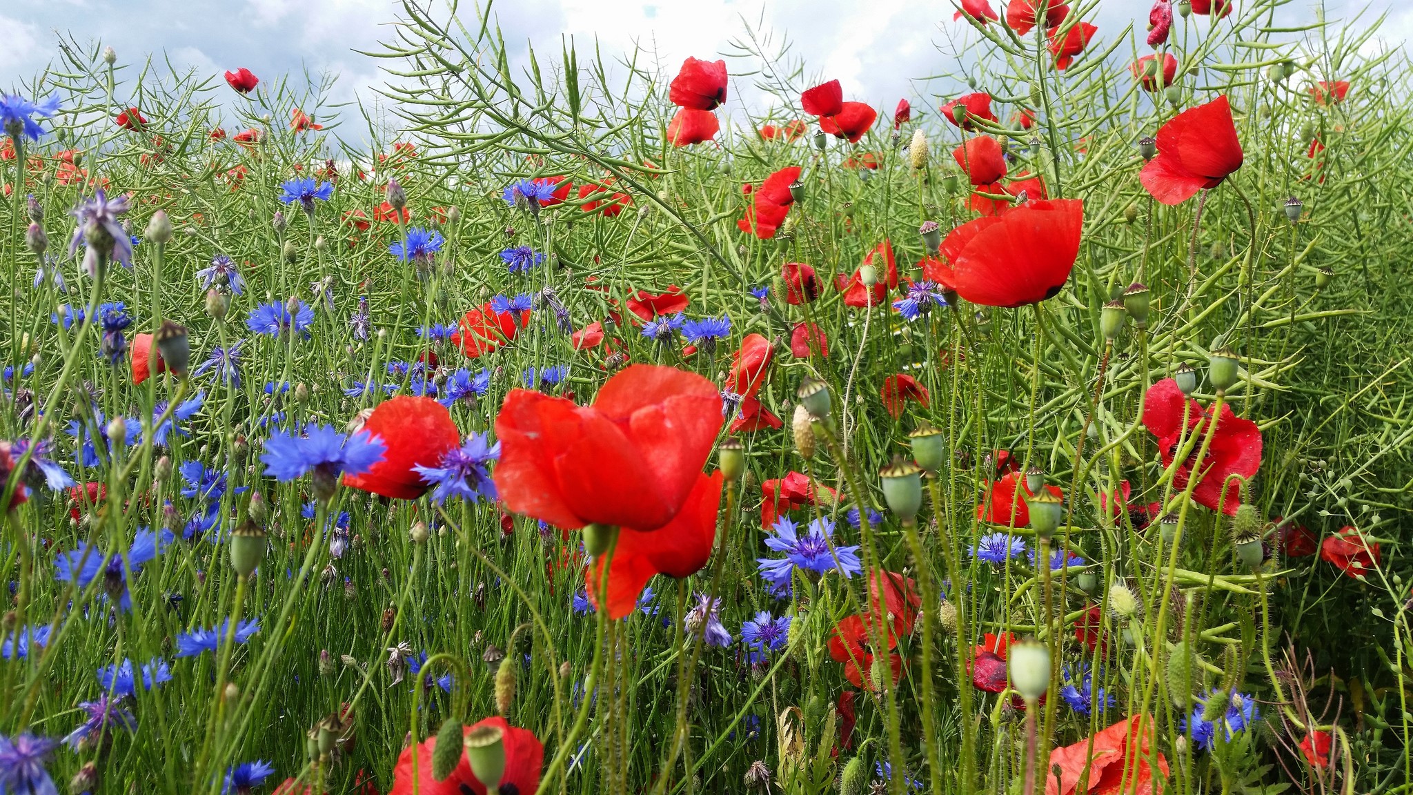 Field of red poppies and blue cornflowers HD Wallpaper
