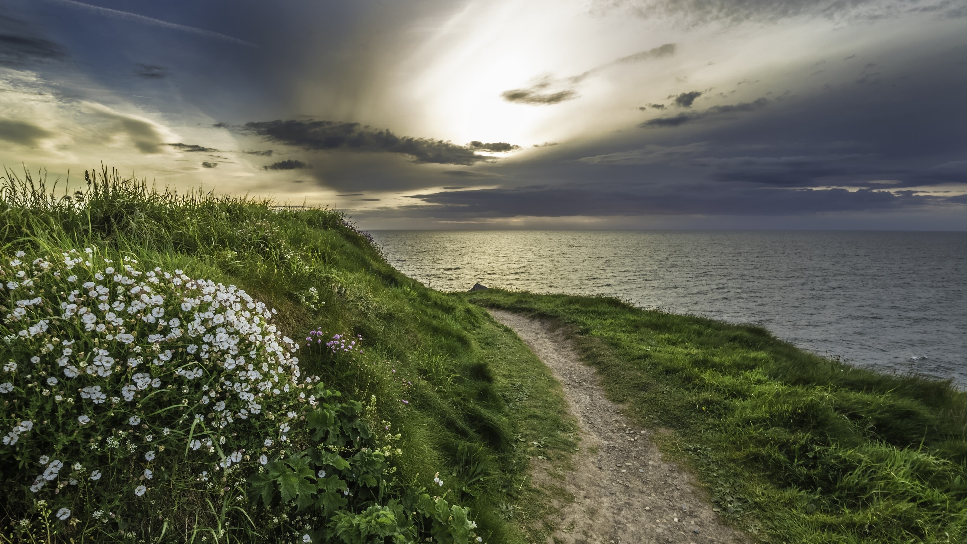 Coastal path with wildflowers and sea under dramatic sky HD Wallpaper