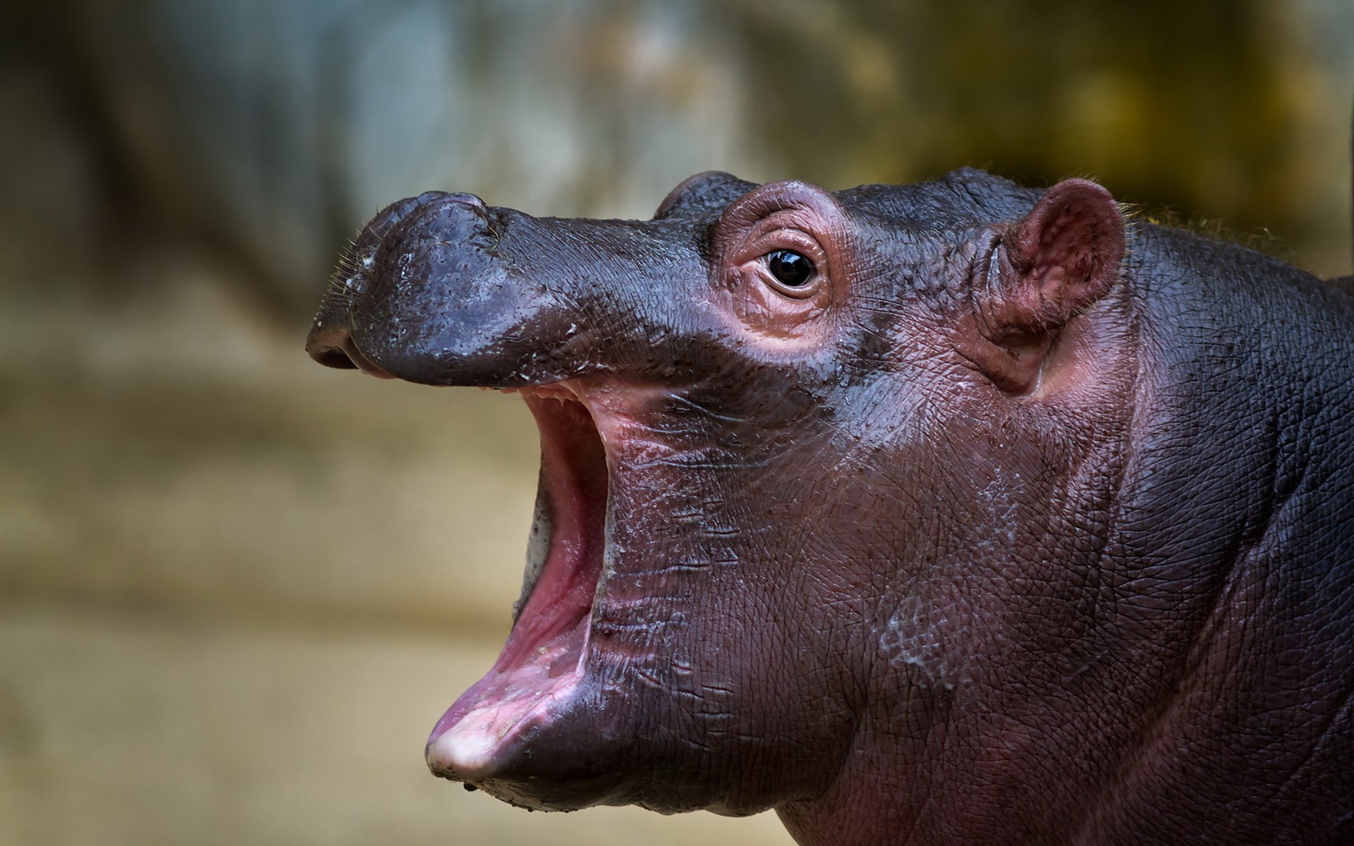 Close-up of a hippopotamus yawning HD Wallpaper