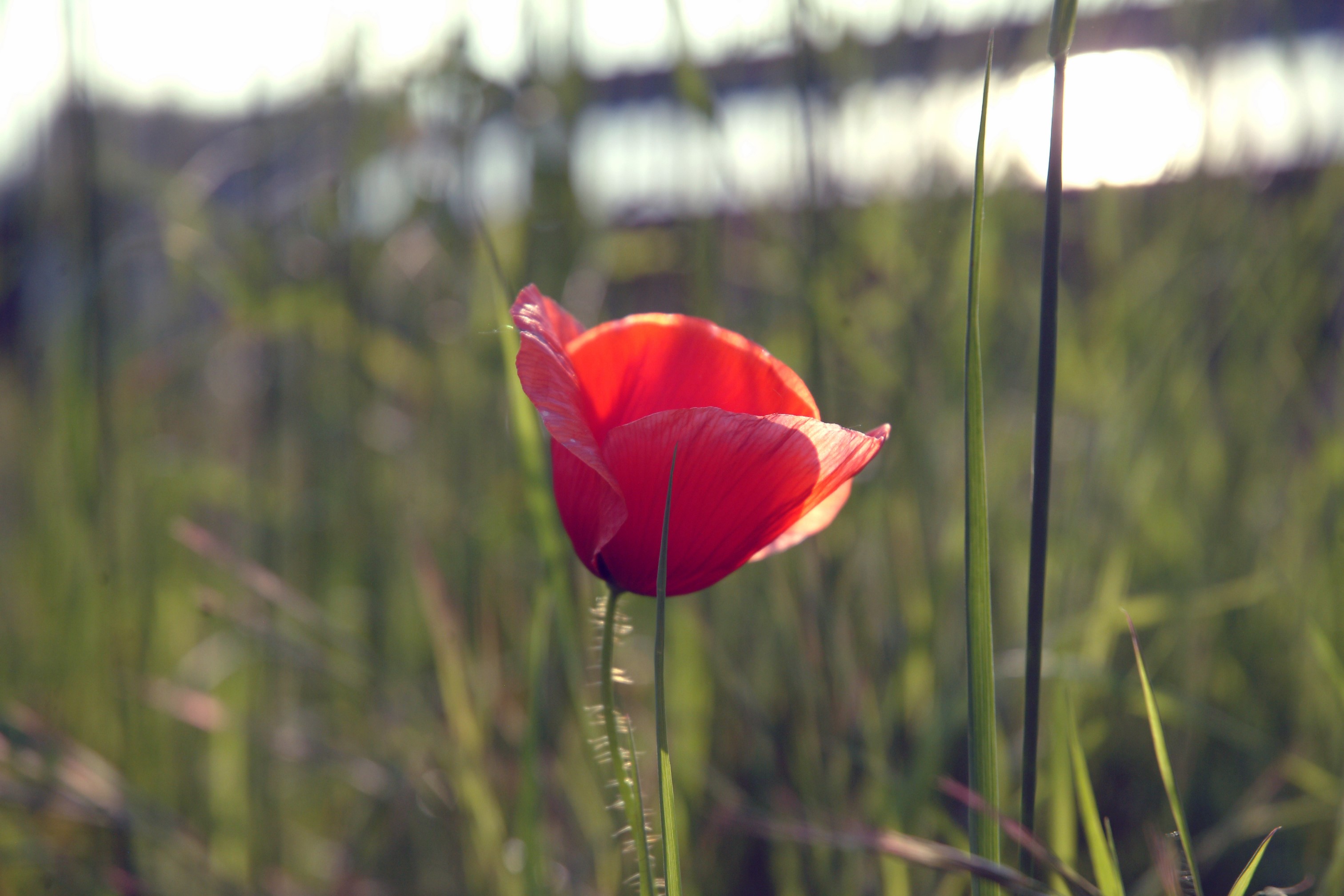 Red poppy flower in a field HD Wallpaper