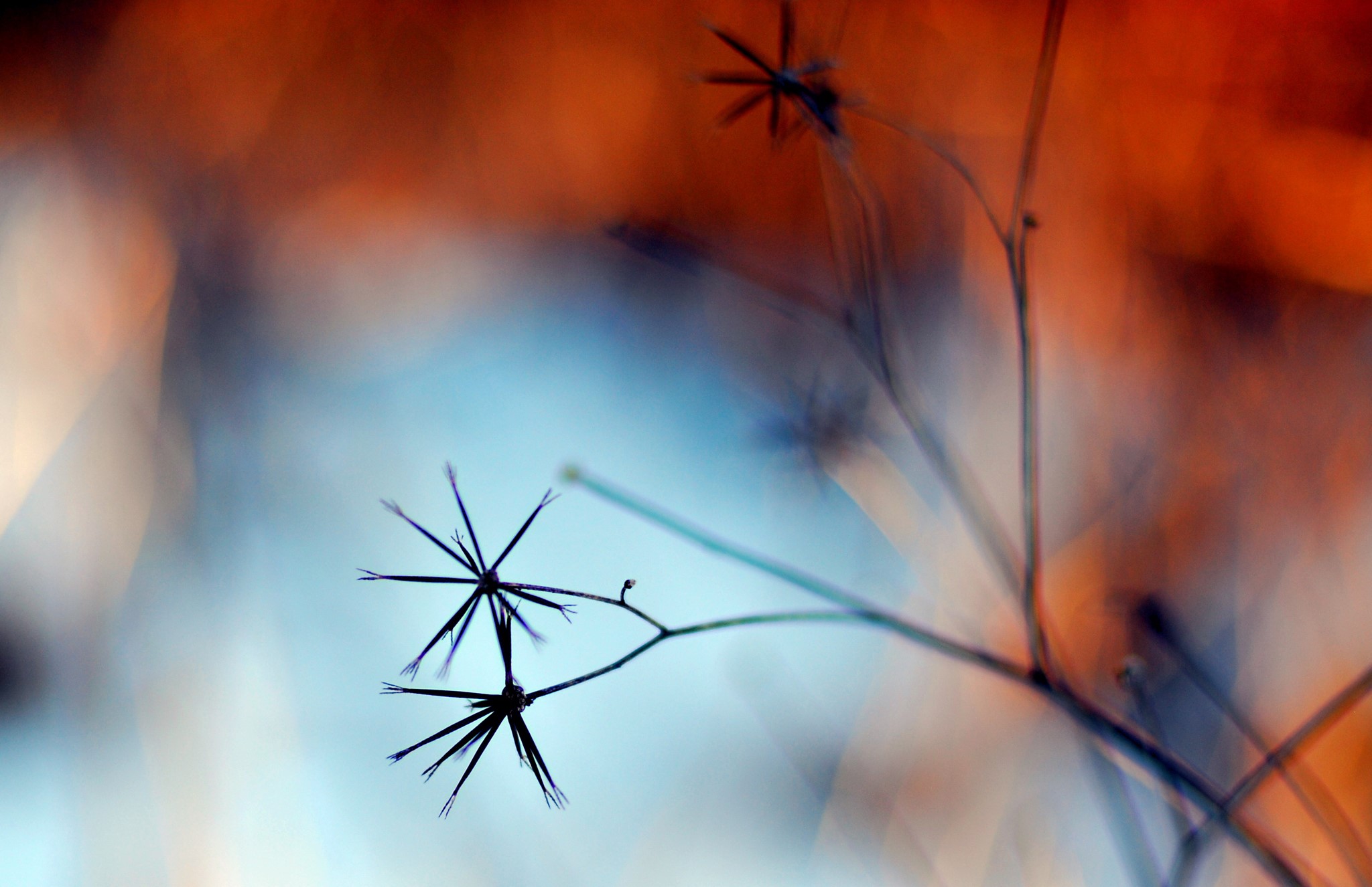 Close-up of dried plant seed heads HD Wallpaper