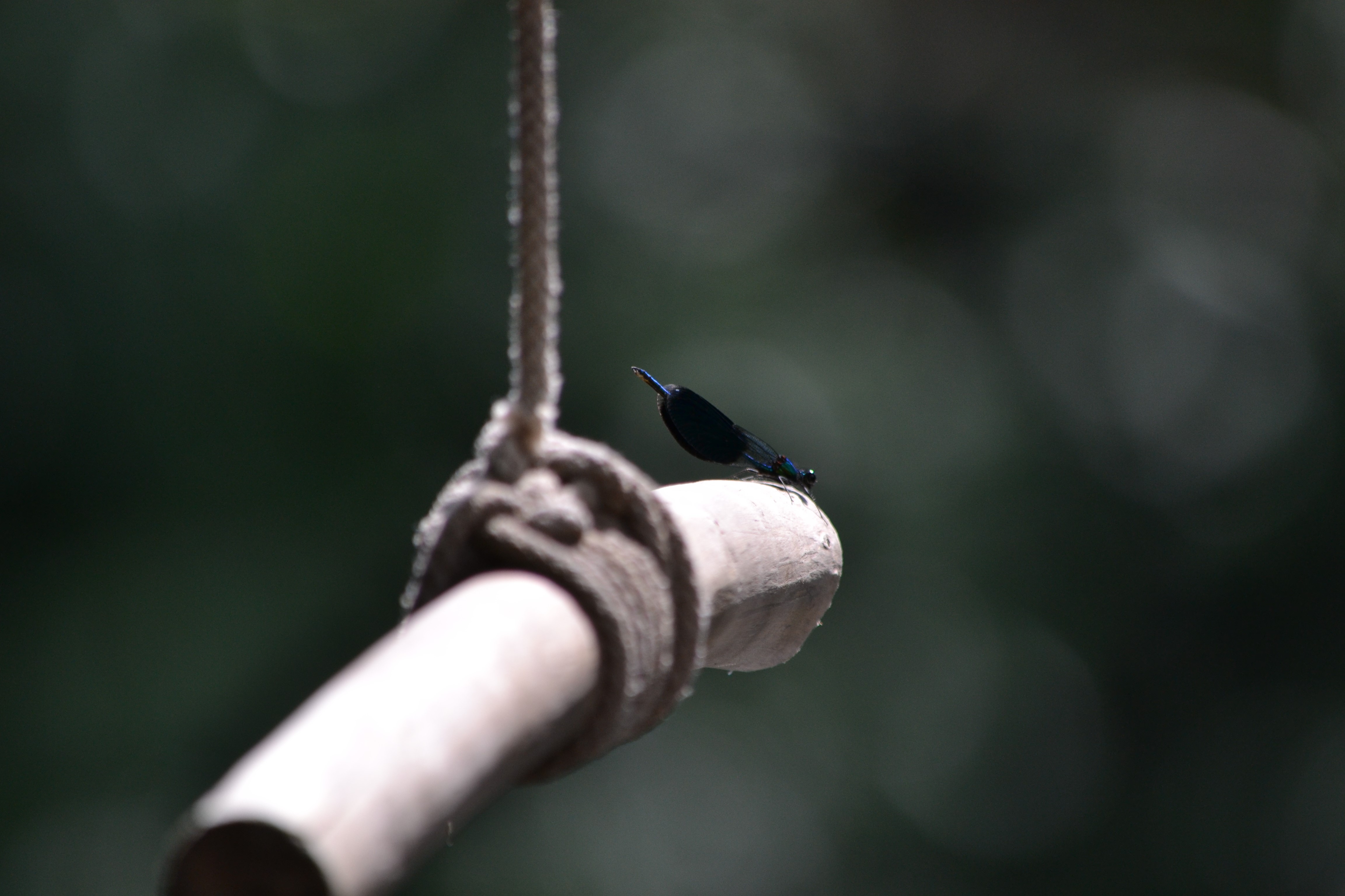 4K Dragonflies on a Rope HD Wallpaper
