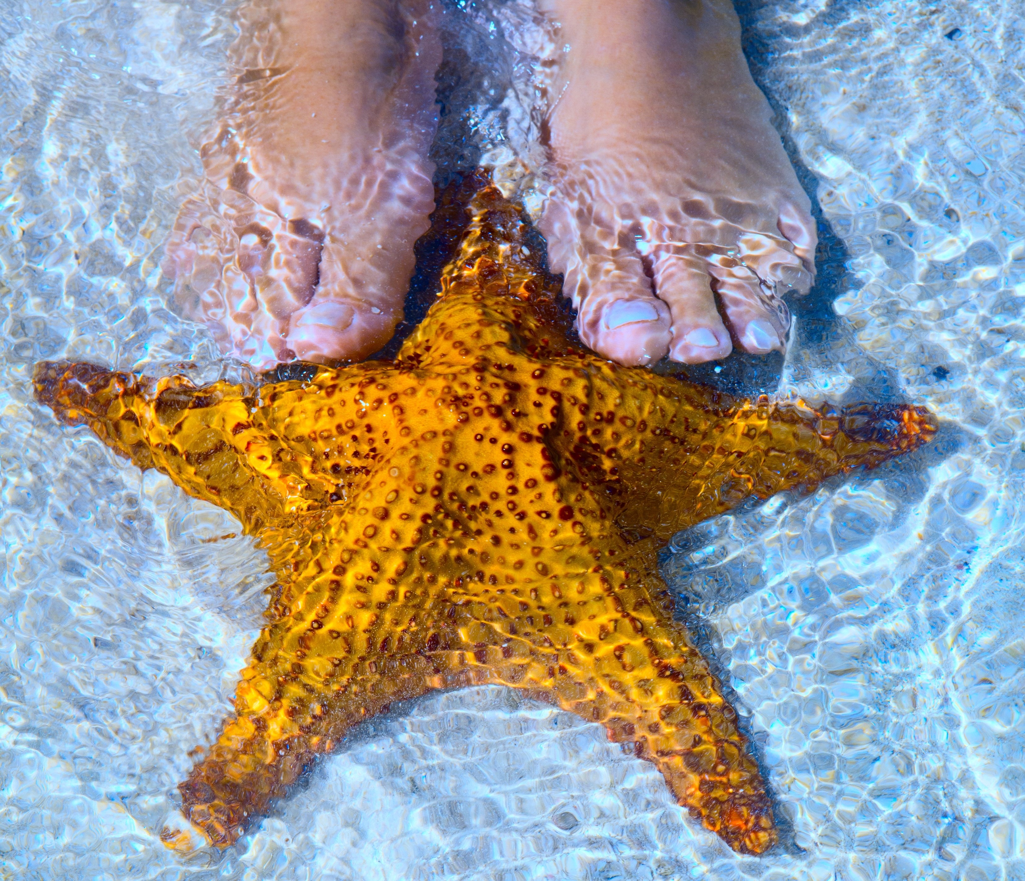 Starfish and feet in clear water HD Wallpaper