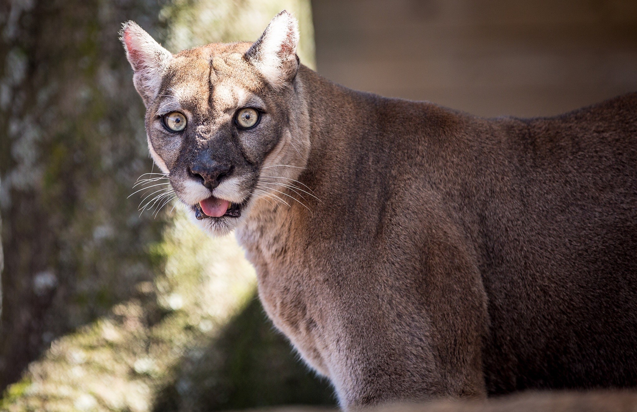 Cougar looking to the side with mouth open HD Wallpaper