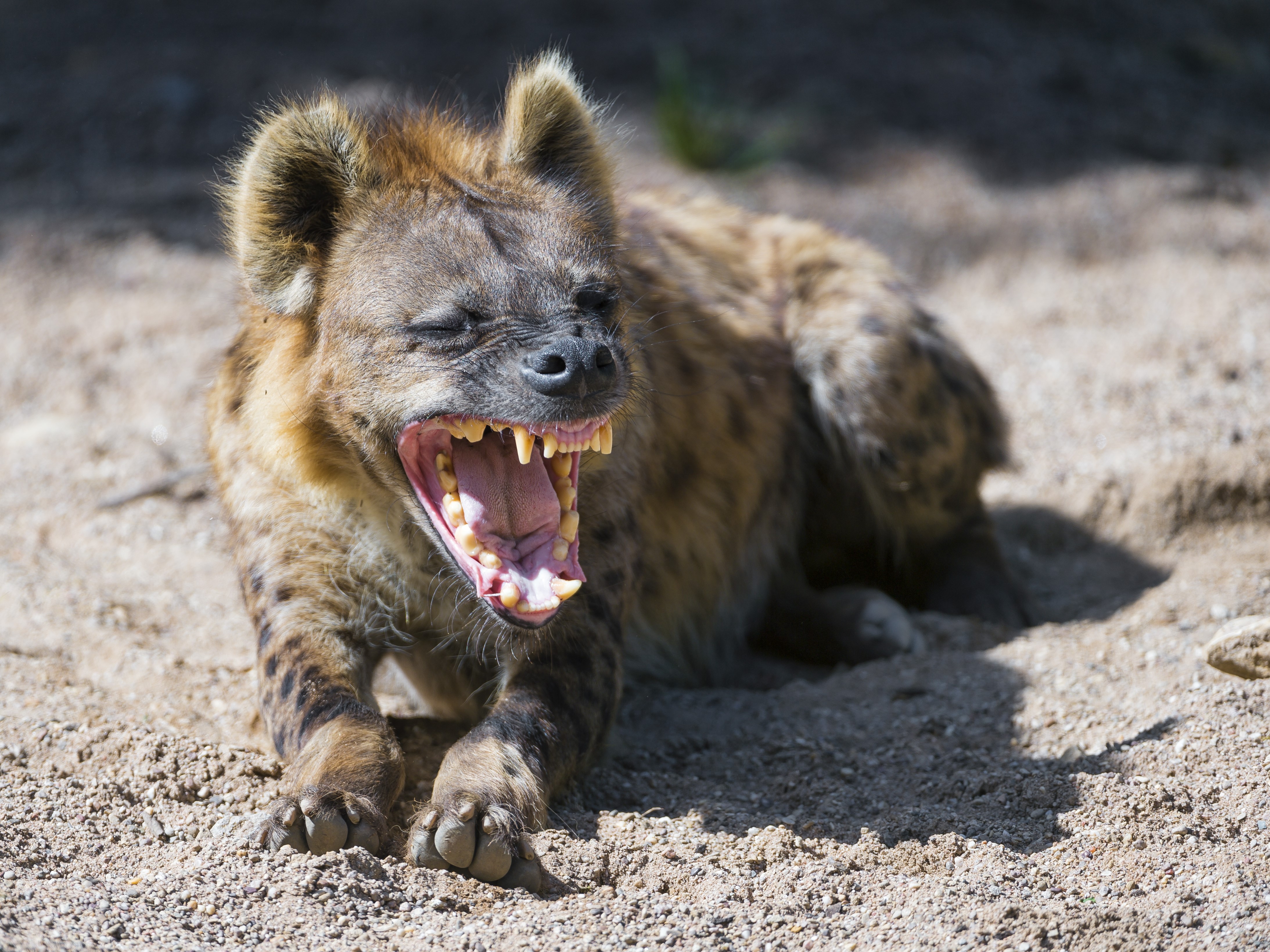Hyena yawning with mouth wide open HD Wallpaper