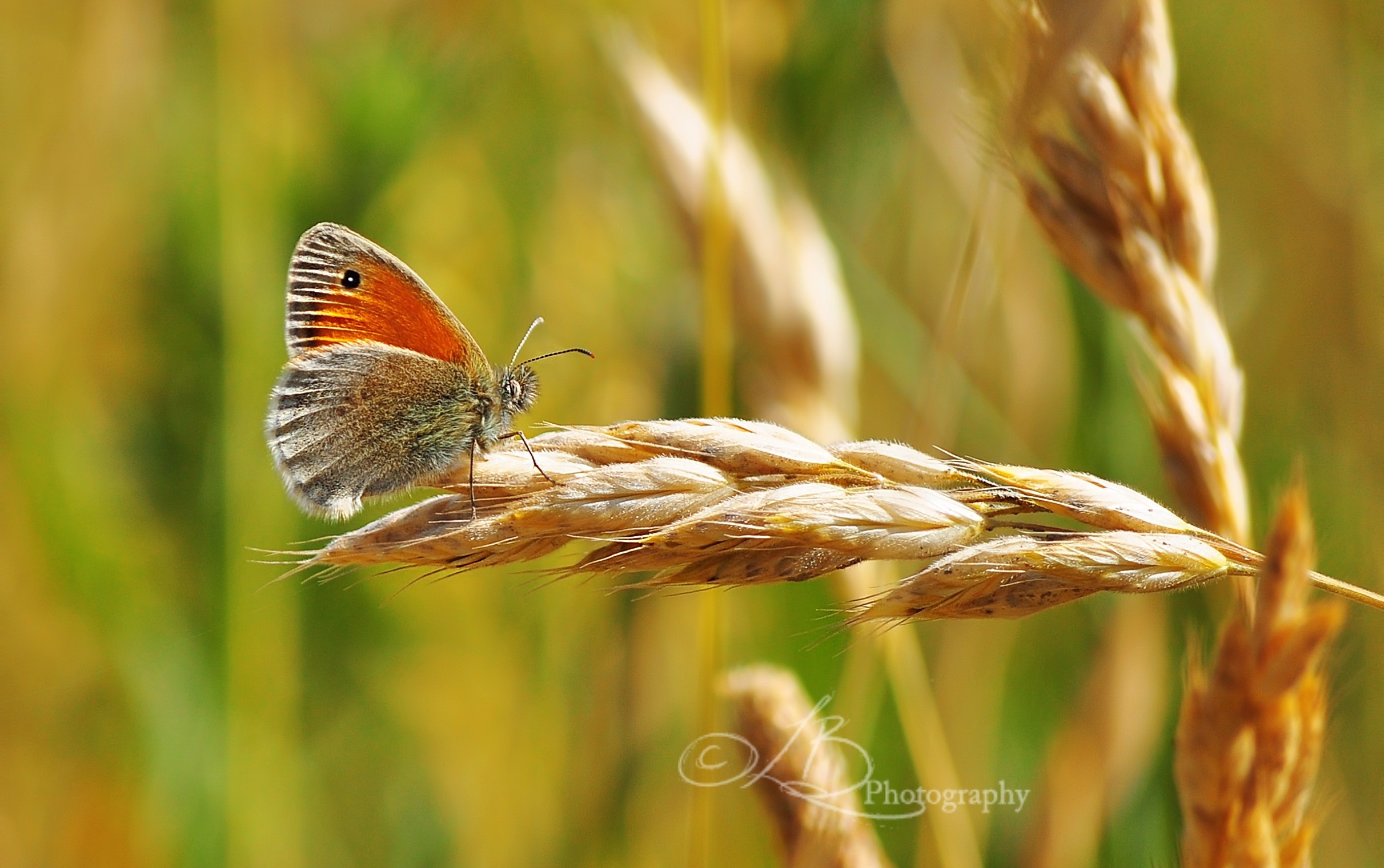 Orange butterfly on a wheat stalk HD Wallpaper