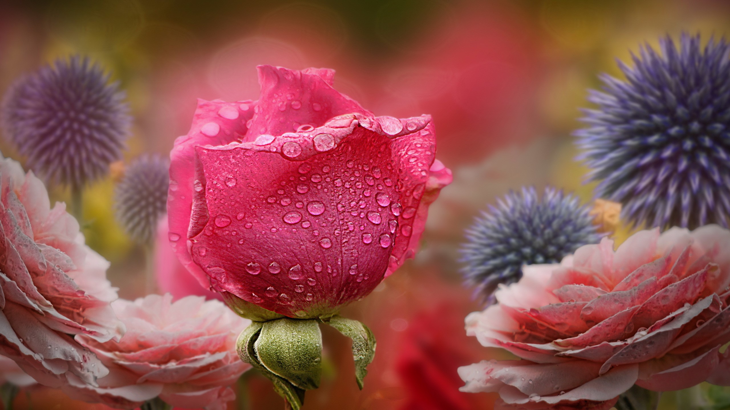 Pink rose with water drops and purple thistles HD Wallpaper