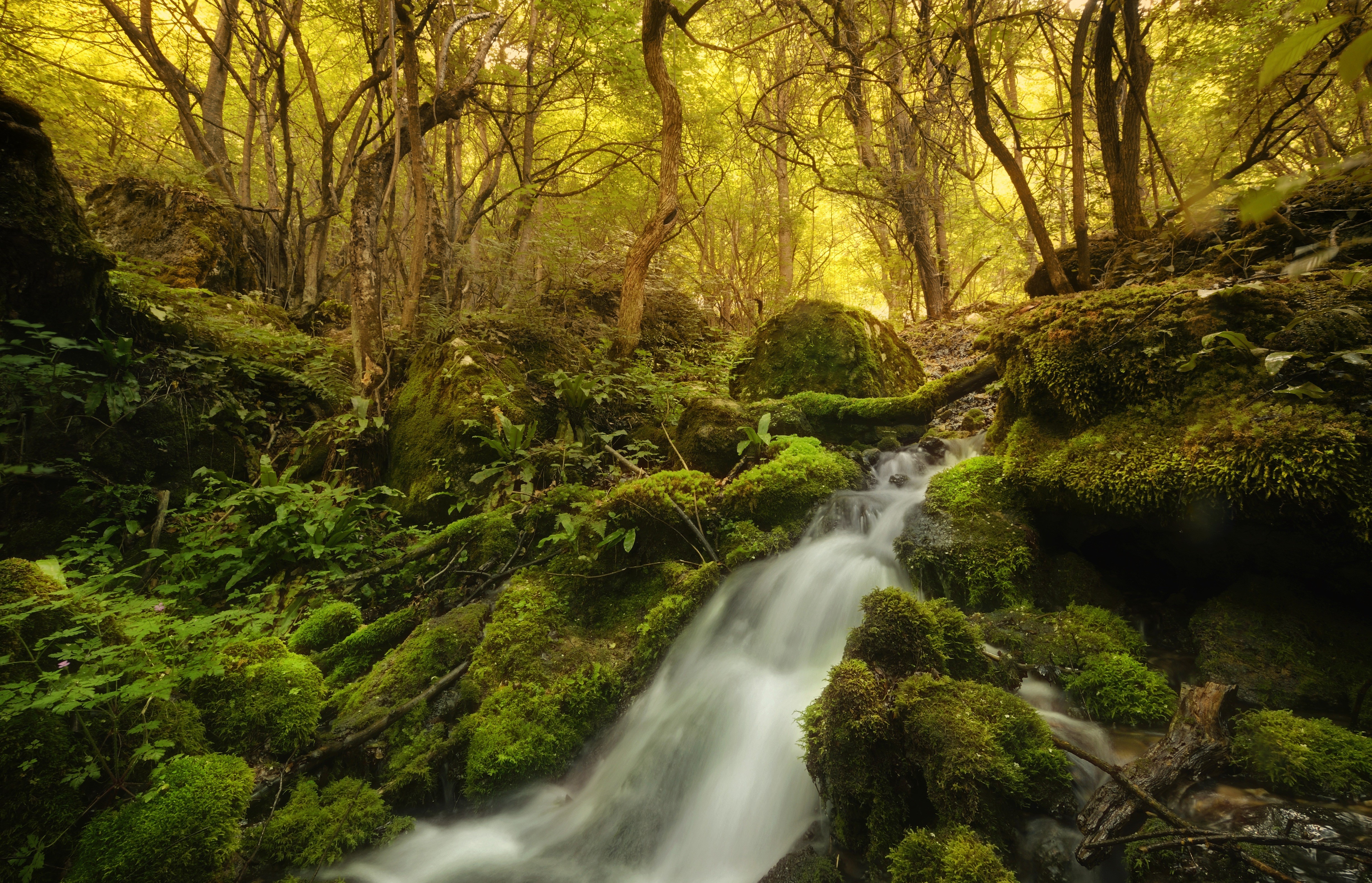 Mossy forest stream with waterfall and trees HD Wallpaper