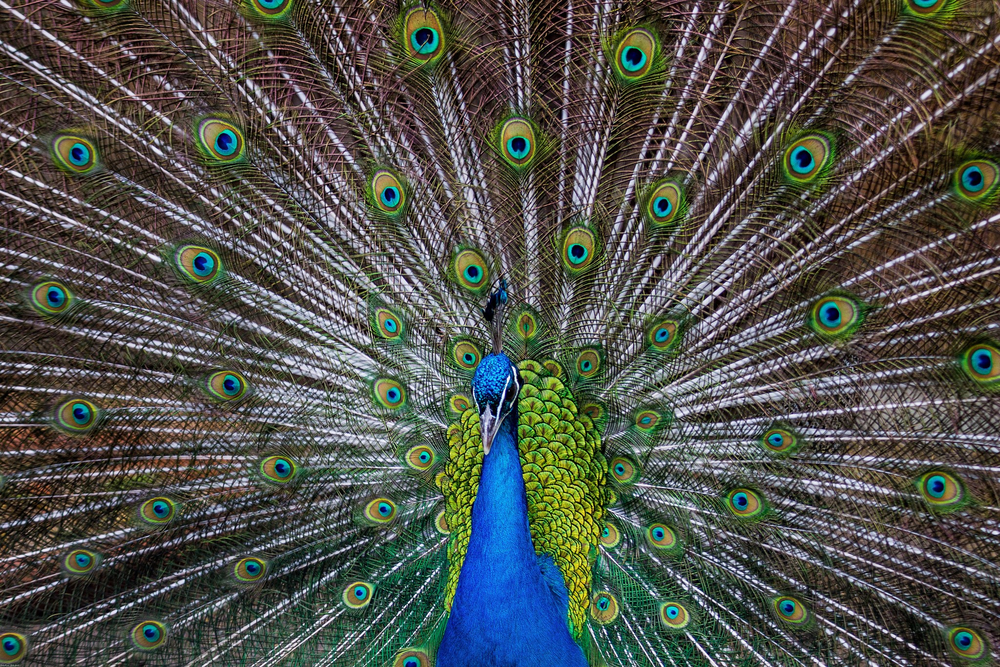 Peacock displaying its fanned tail feathers HD Wallpaper