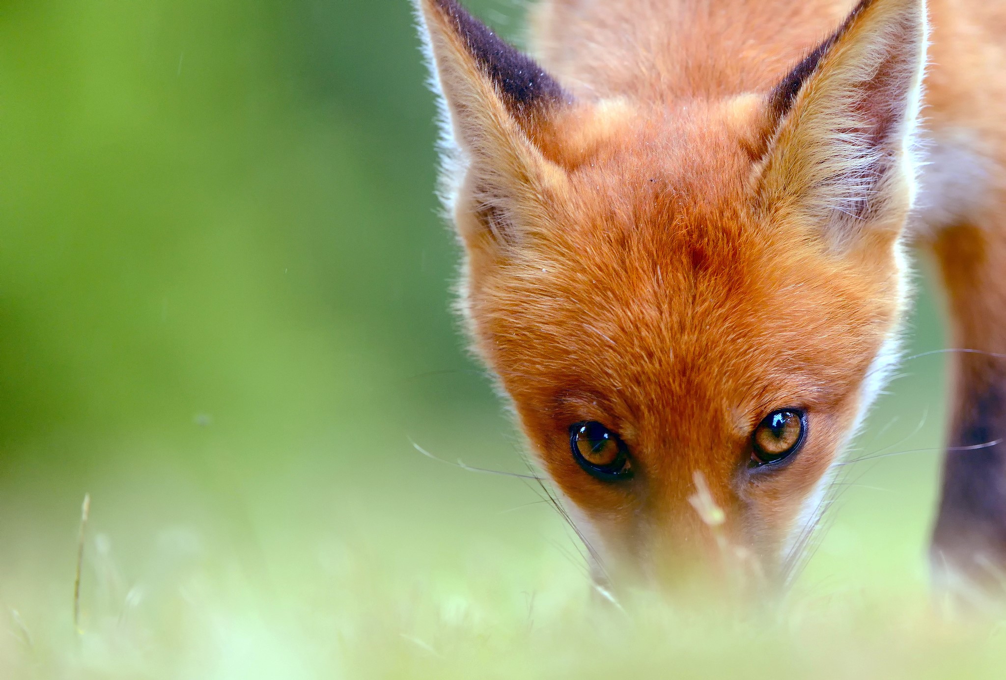Close-up of a red fox's head HD Wallpaper