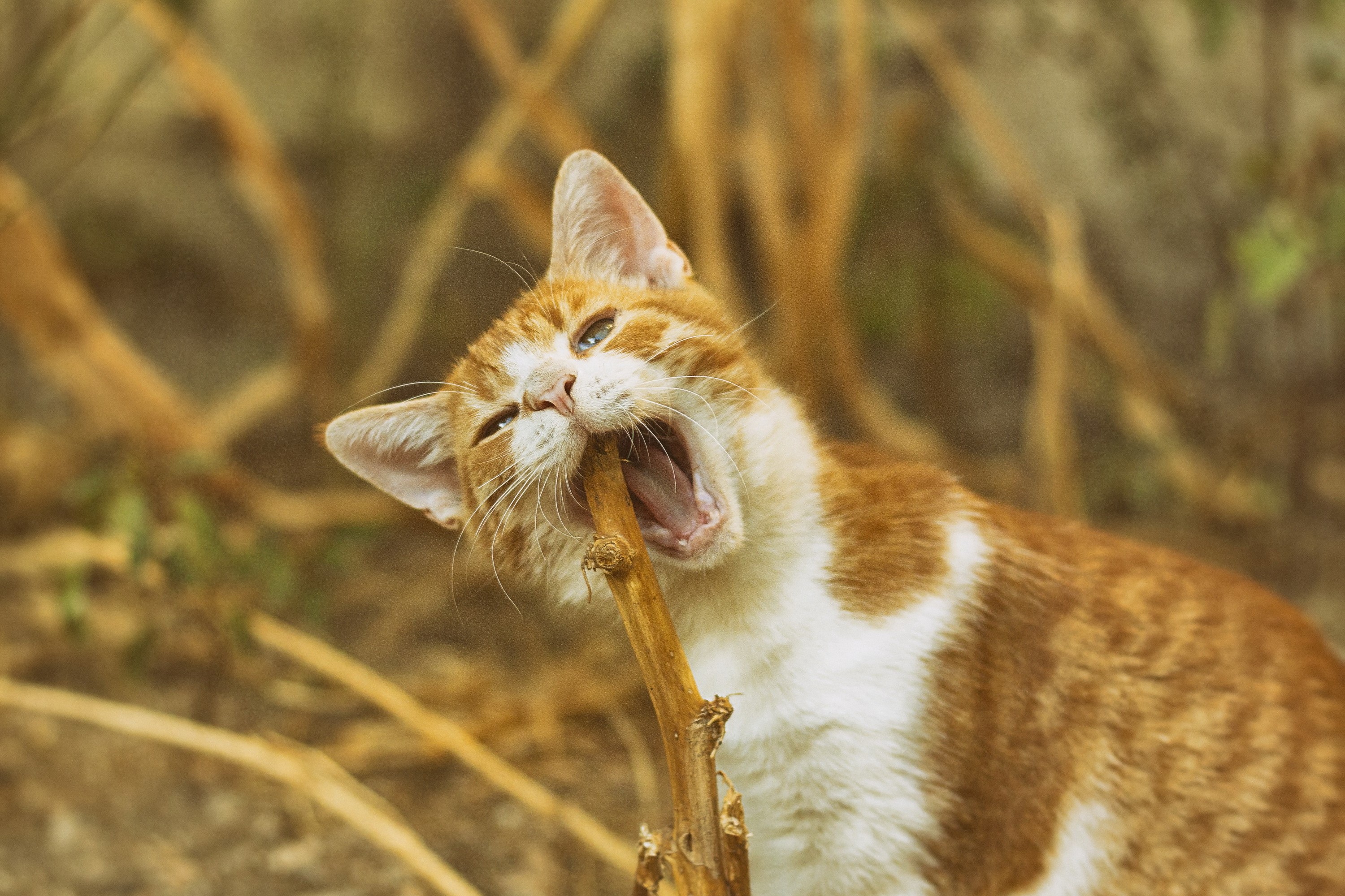 Orange and white cat chewing on a stick HD Wallpaper