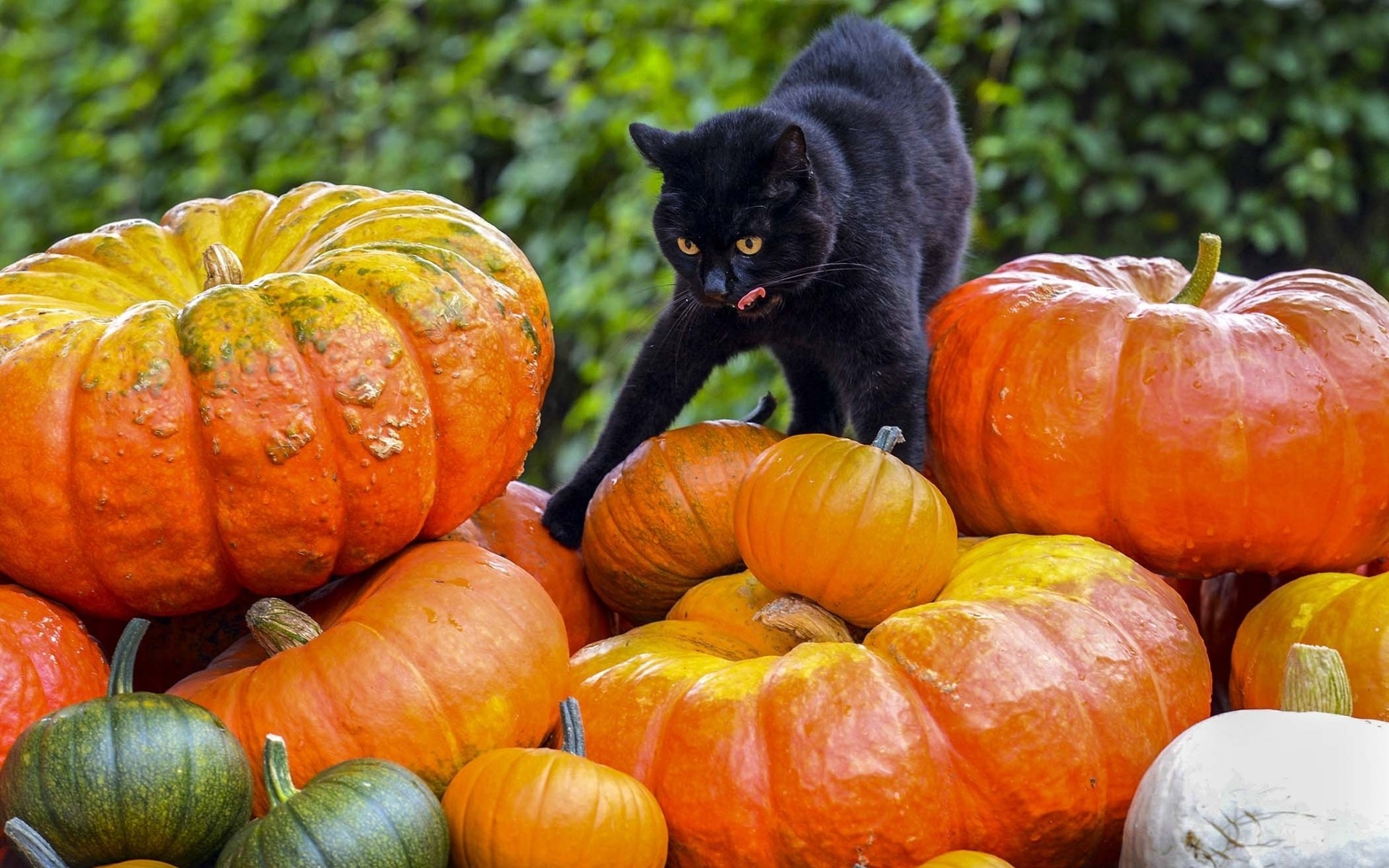 Black cat on a pile of pumpkins HD Wallpaper