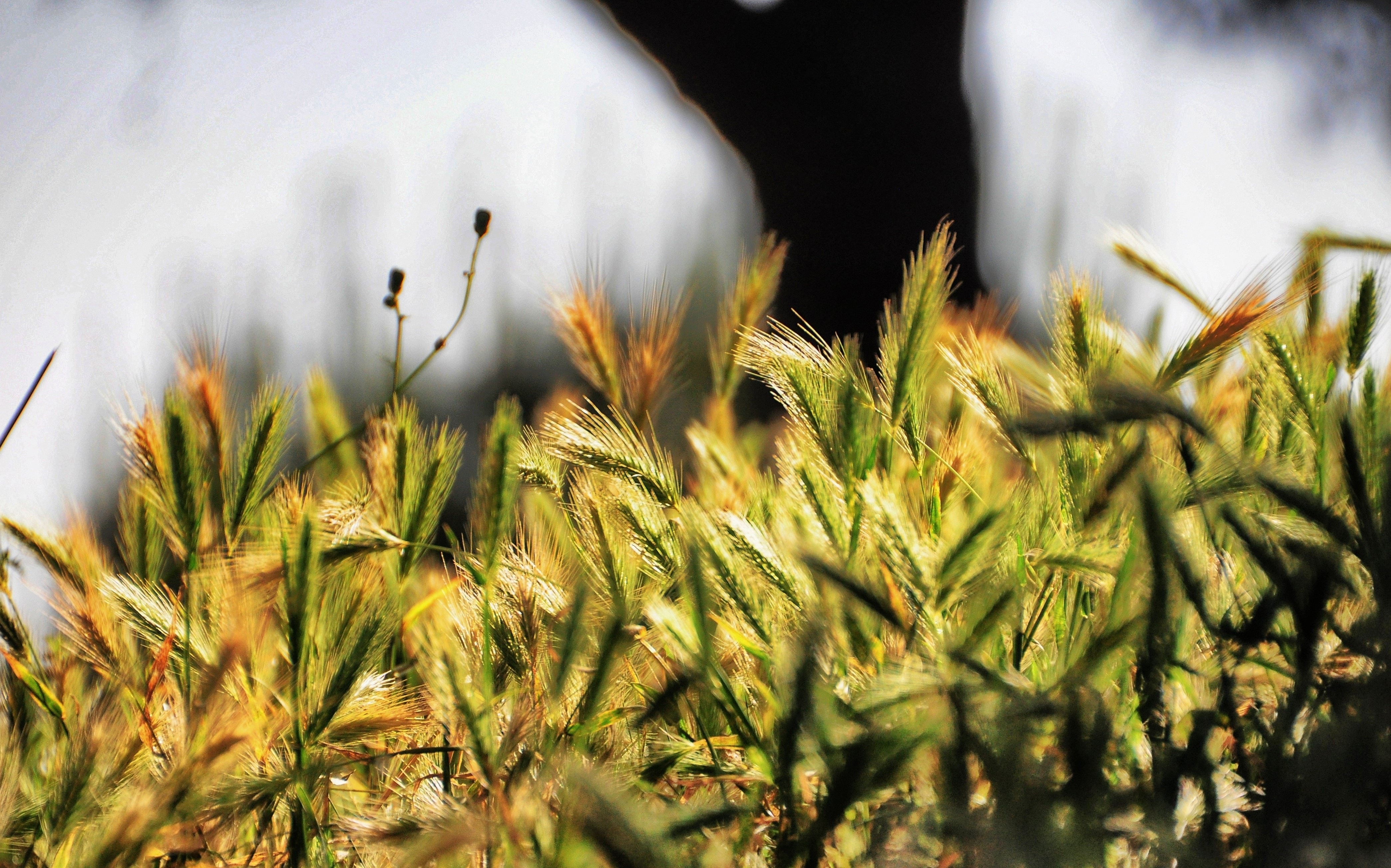 Close-up of wheat ears in sunlight HD Wallpaper