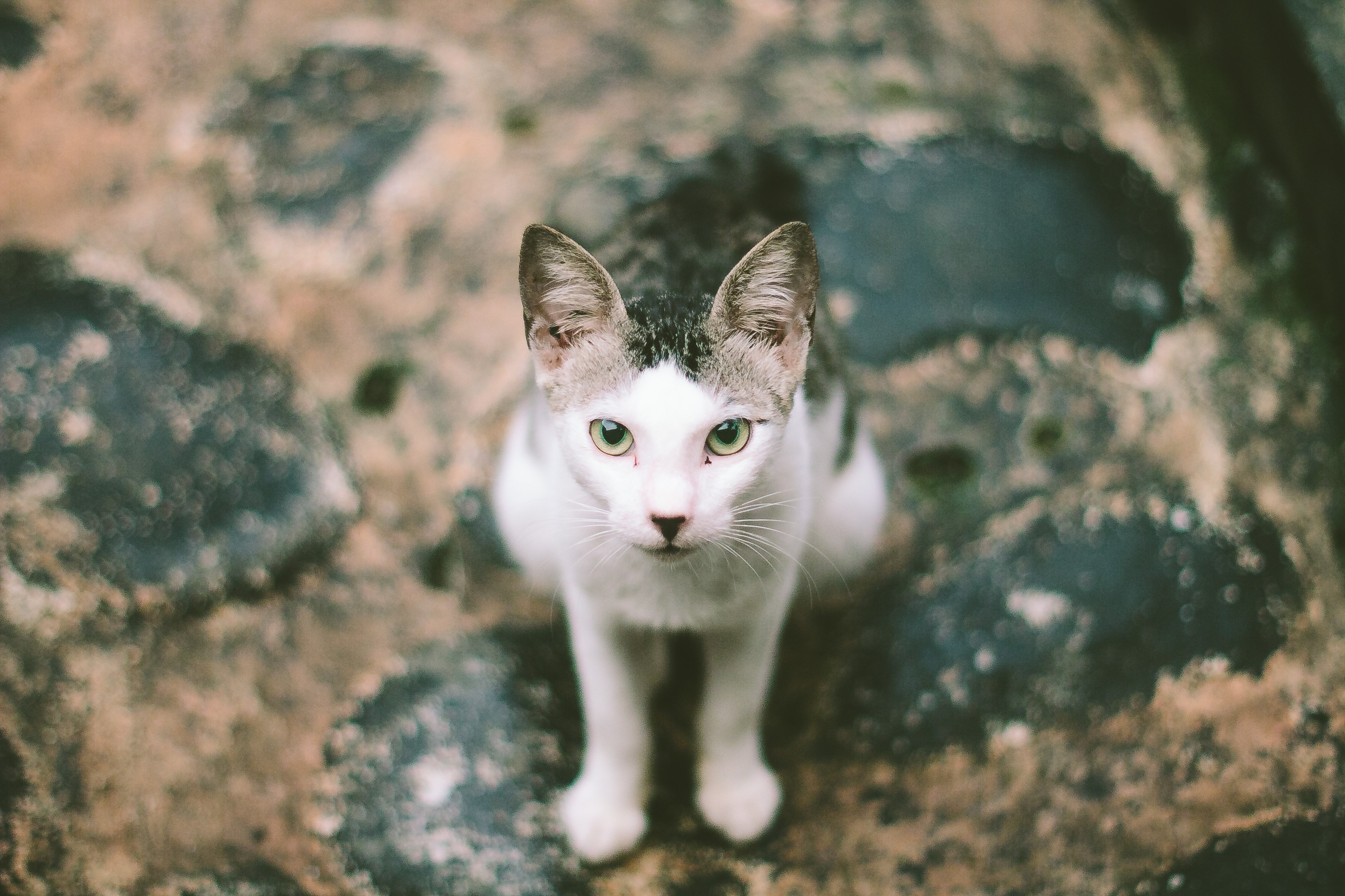 Cat sitting on textured ground HD Wallpaper