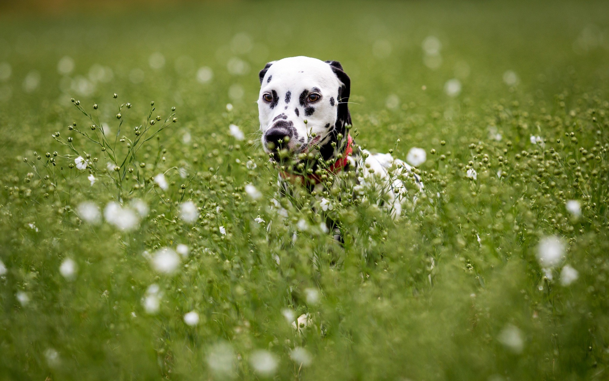 Dalmatian dog in a field of flowers HD Wallpaper