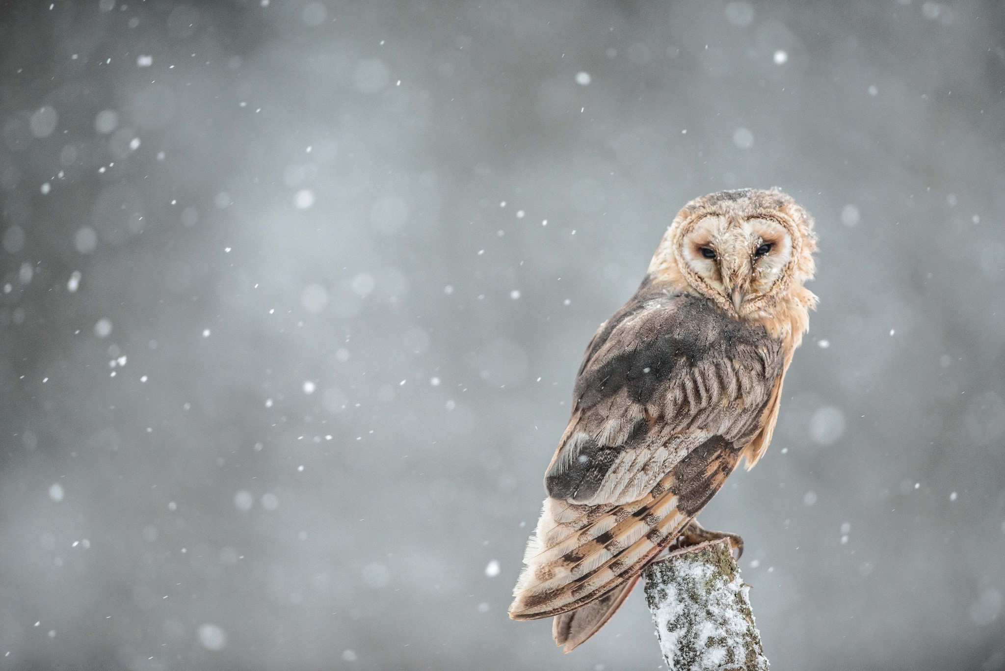 Barn owl perched on a snowy branch in falling snow HD Wallpaper