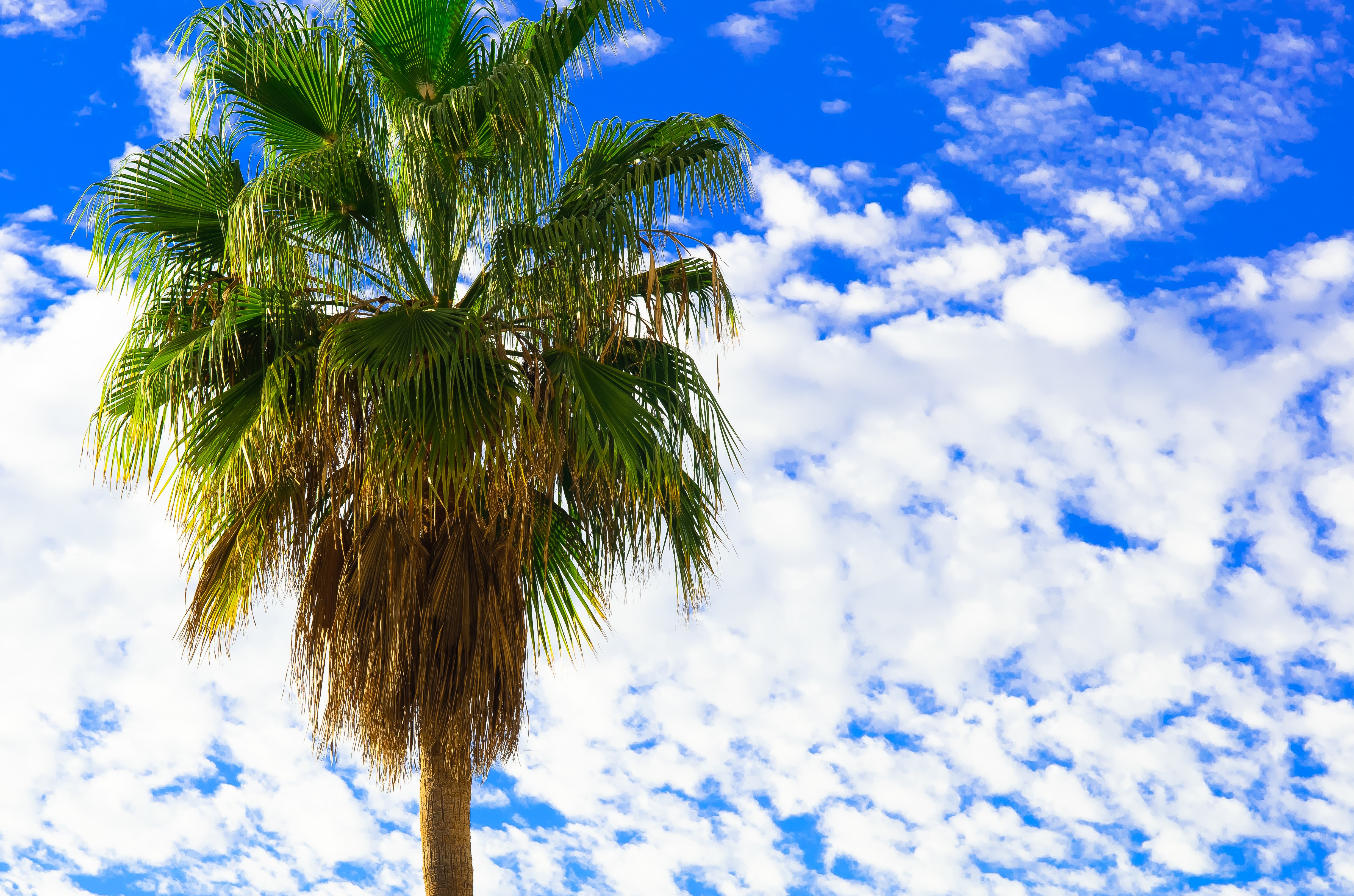Palm Tree Against Blue Sky with Clouds HD Wallpaper