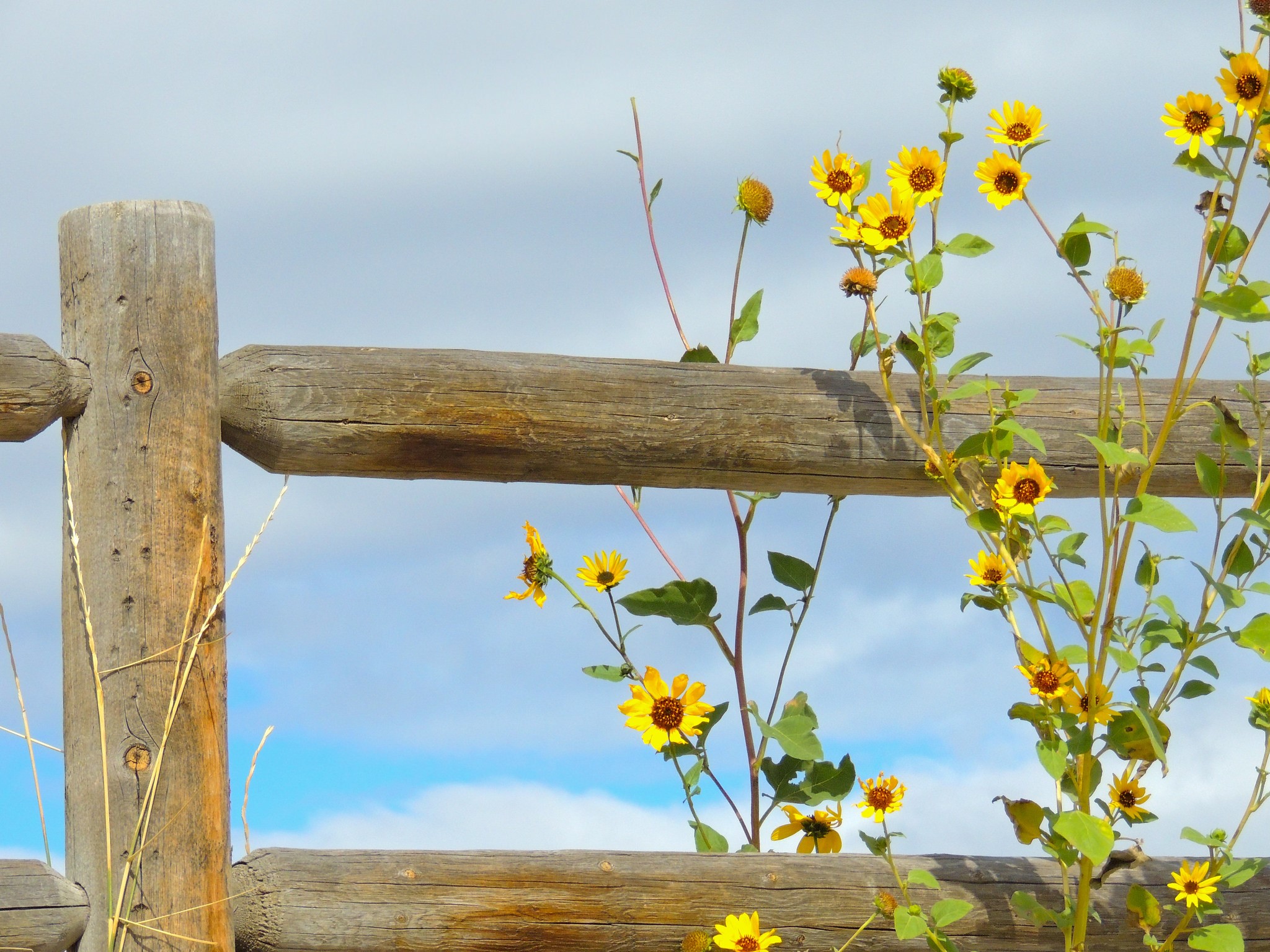 Yellow wildflowers growing near a wooden fence HD Wallpaper