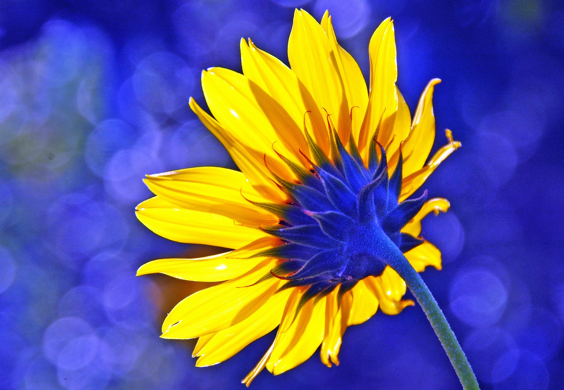 Close-up of a yellow sunflower with a blue center HD Wallpaper