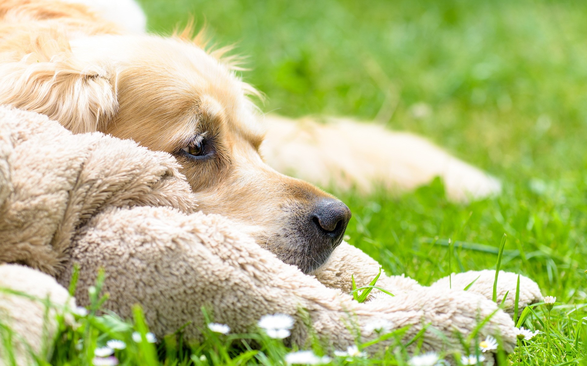 Golden Retriever dog resting on grass with a toy HD Wallpaper